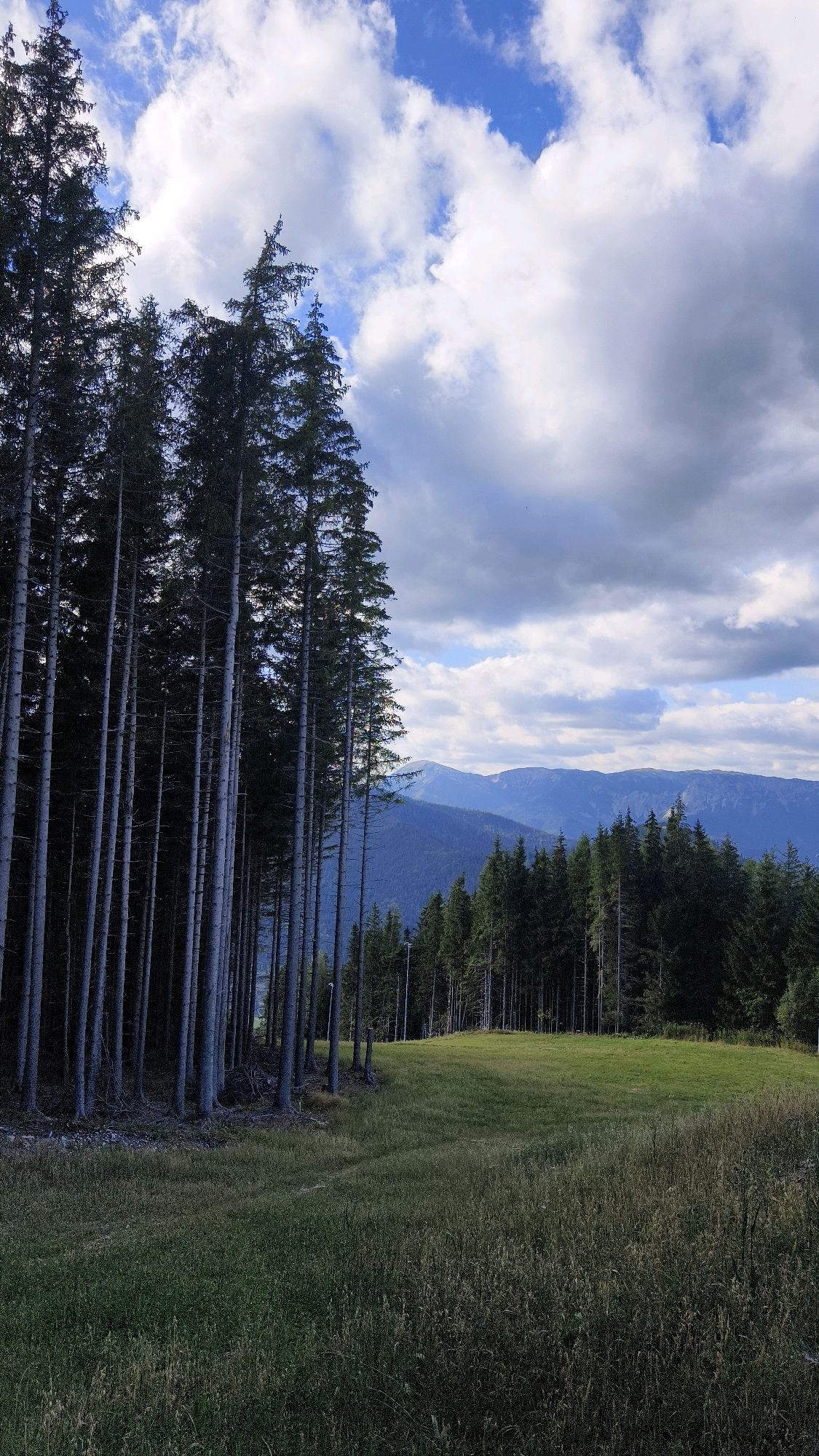 This is a vertical, eye-level, full-shot photograph of a mountain landscape in Semmering, Austria. The foreground features tall, dark green pine trees with thin trunks, lined up densely on the left side of the frame. The ground in front of these trees is covered in dry, light brown grass. To the right and in the mid-ground, a gently sloping, vibrant green meadow is visible, with more dark green pine trees forming a dense forest in the background. The background is dominated by rolling blue mountains fading into the distance under a partly cloudy sky with patches of bright blue. The lighting suggests it is daytime, with clouds casting shadows.