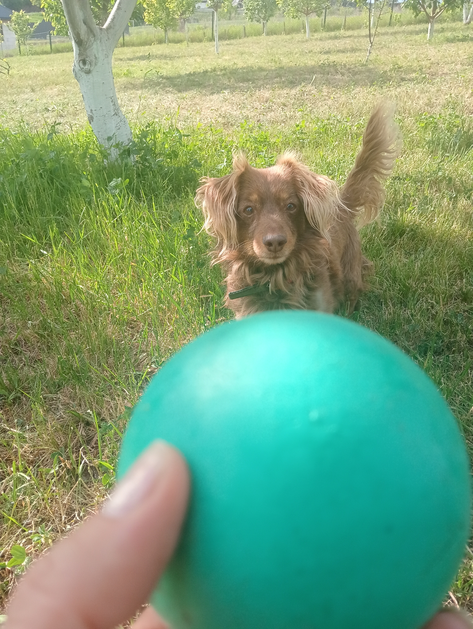 A medium-sized, brown, long-haired dog with floppy ears and a curled tail stands on a lawn. The dog is wearing a green collar and looking directly at the camera with focused attention. In the foreground is a blurred hand holding a green ball. Behind the dog are trees with white-painted trunks and green foliage. The location appears to be a grassy field or yard on a sunny day in Babyn, Ukraine.
