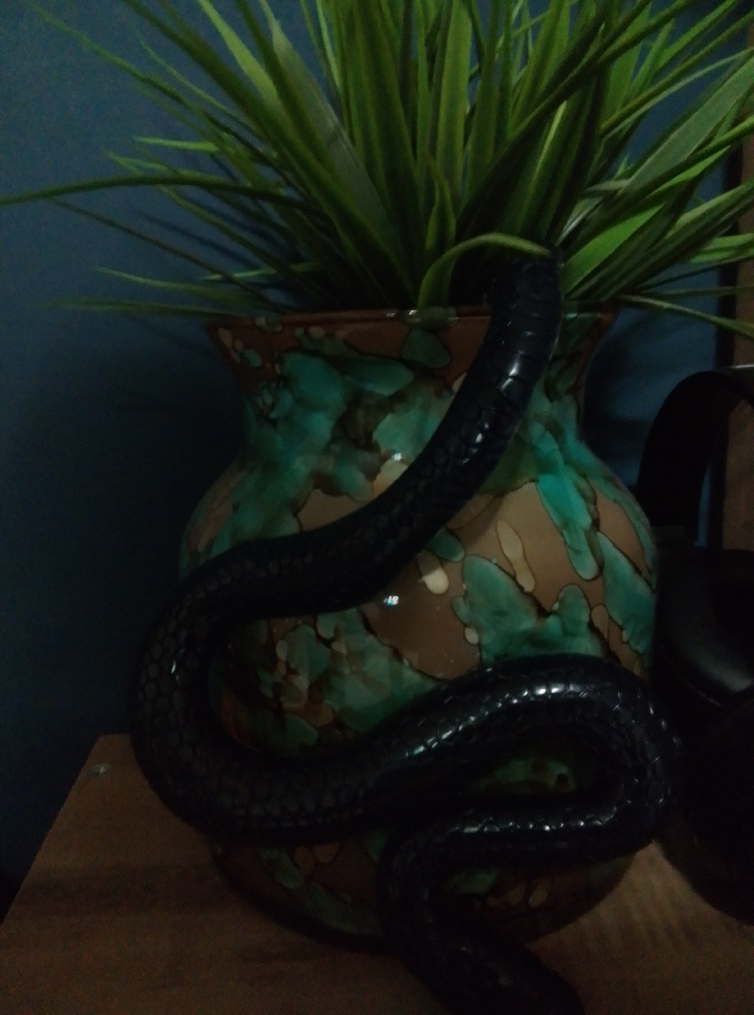 An artificial black snake is coiled around a decorative ceramic vase containing a green artificial plant. The vase has a mottled pattern of teal, brown, and beige. The background is a dark blue wall. The objects are placed on a wooden surface. The scene is indoors. The location is not identifiable as Wedel, Germany.