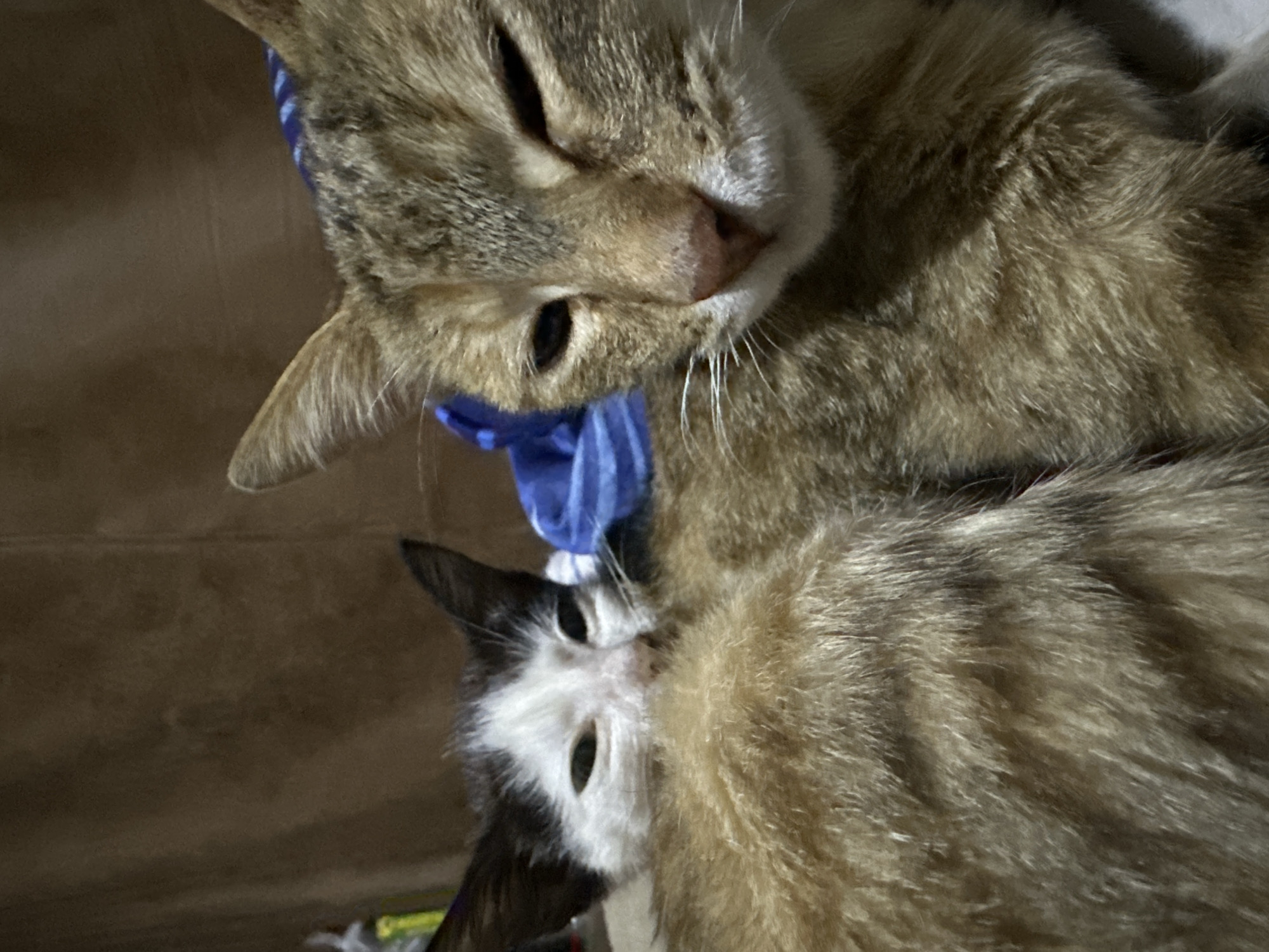 This close-up, indoor photograph depicts two cats nestled together against a brown, textured surface. The cat in the foreground, a tabby with golden-brown fur, faces the camera with its eyes partially closed, appearing sleepy or relaxed. Its nose is pink, and it has white whiskers. Behind it, a smaller kitten with black and white markings peeks out, also with its eyes partially closed and a pink nose. The kitten's fur is predominantly white with black ears and patches on its head. A hint of a blue fabric item is visible behind the cats. The overall impression is one of domestic comfort and shared rest. There is no discernible connection to the city of Jos, Nigeria, as the image provides no geographical markers or contextual information that would allow for such an attribution.