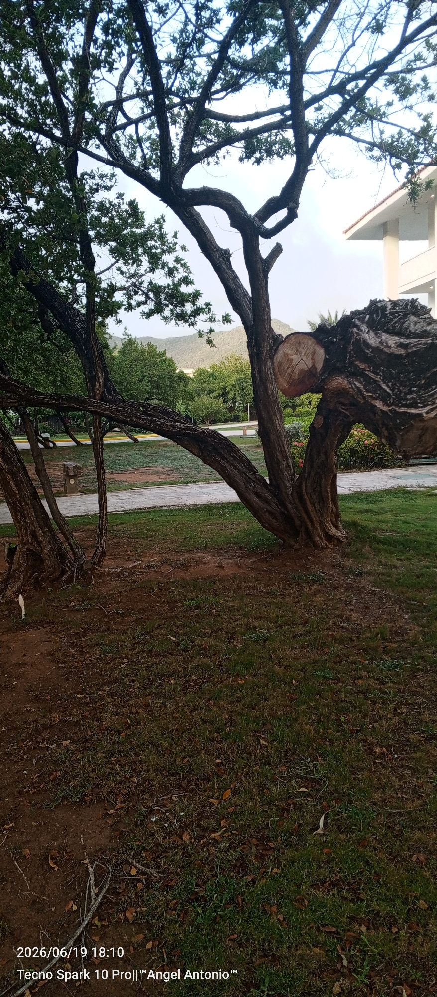 The image shows a close-up of the gnarled trunk and branches of a tree in what appears to be a park or outdoor area. A section of the trunk has been cut, revealing a circular cross-section. The tree is surrounded by grass, dirt, and fallen leaves. In the background, there are more trees, a paved walkway, and a building with a white facade and a tiled roof. Beyond the building, a hazy mountain range is visible. The lighting suggests it is daytime, possibly late afternoon given the soft light. The bottom of the image displays a timestamp and text identifying the device and possibly a photographer's name. This scene is located in Pedro González, Venezuela.