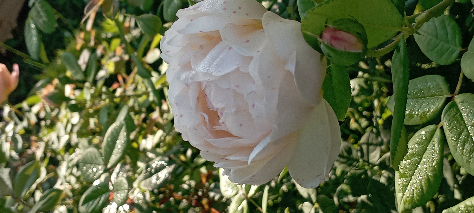 A close-up, side view of a pale pink rose, speckled with darker pink dots, is the main subject of this image. The rose is in full bloom, with its petals slightly unfurled and dusted with dew drops that glint in the sunlight. To the right and slightly below the rose, a pink rosebud is visible, nestled amongst green leaves. The background is filled with lush green foliage, also adorned with dew drops, suggesting a garden setting, possibly in Radisne, Ukraine. The lighting indicates it is likely morning or late afternoon, with the sun casting a soft glow on the scene. There are no people or animals present in the image.