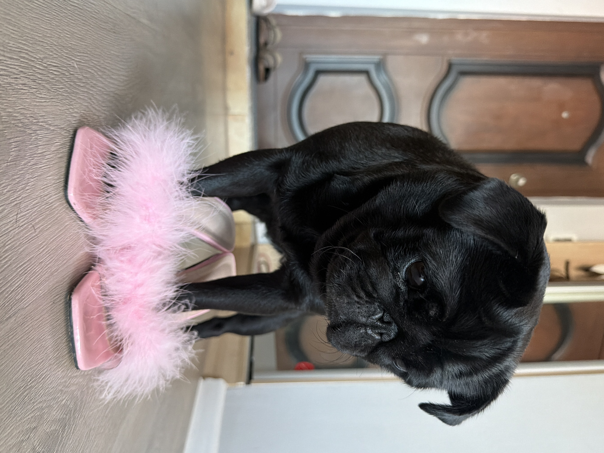 A black pug stands on a wooden floor in front of a doorway. The pug is looking down at a pair of pink fuzzy heeled sandals. The doorway is brown with a dark wood frame. There are two pairs of brown sandals on a small platform outside the doorway. The floor has a wood grain texture. The background is blurred. The scene is indoors.