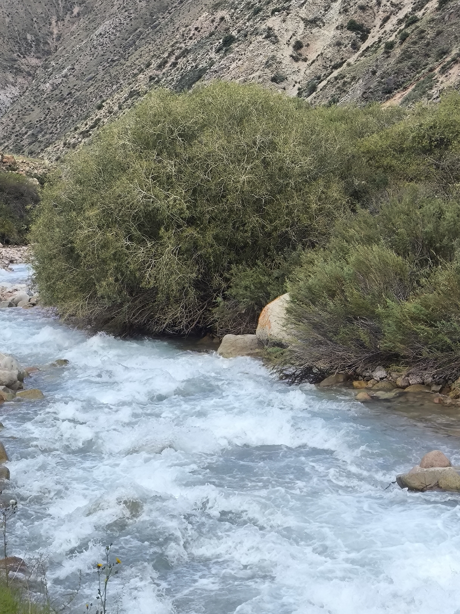 A medium shot captures a fast-flowing river in a mountainous environment. The river, with its turquoise-colored water, rushes over rocks, creating white rapids and ripples. Dense green foliage, including a large bush in the foreground and smaller bushes along the bank, frames the river. In the background, a steep, barren mountain slope with patches of vegetation rises sharply. The sky is overcast, casting a diffused light on the scene. The image appears to be taken outdoors, likely in a natural setting, given the presence of the river and mountains. There are no visible people or man-made structures that would indicate a specific location within a city.