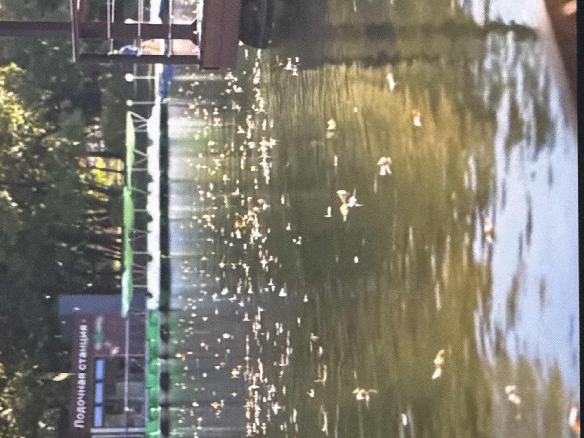 The image shows a lake with fallen leaves scattered on the surface, suggesting an autumn setting. In the background, a building with Cyrillic text that reads "Лодочная станция" (Boating Station) is visible, along with several pedal boats docked. To the right, a wooden structure, likely a pier or deck, is partially visible. The scene appears to be a park or recreational area, likely the boating station in Saratov, Russia.