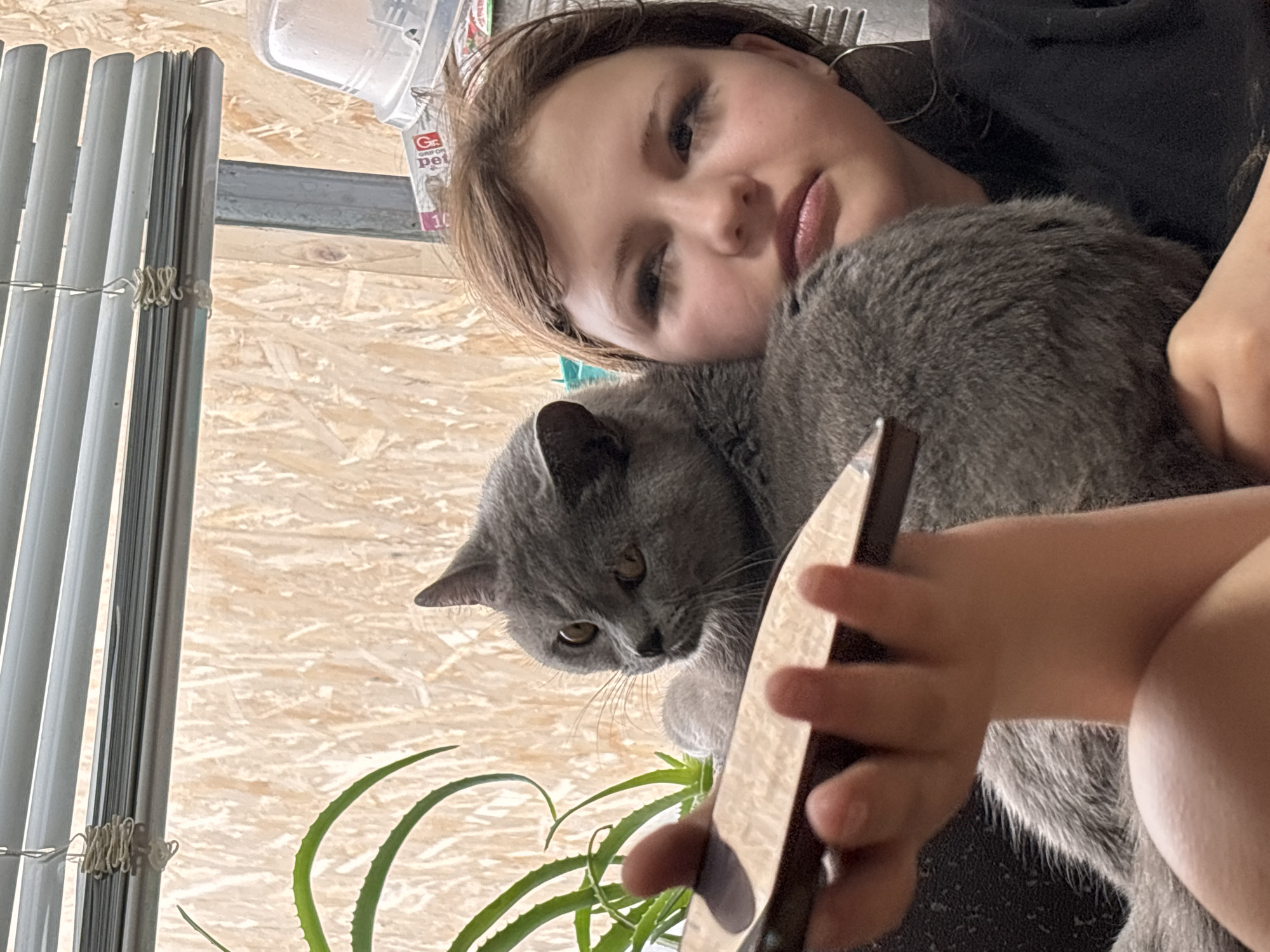 A young girl with brown hair is holding a gray cat. The cat is looking to the left and has yellow eyes. The girl is looking at the camera. There is a plant in the foreground. In the background, there are white blinds and a wooden wall. A product container for "Cat Stuff" is visible on a shelf. It is not possible to discern the location is Фоки, Russia based on the image.