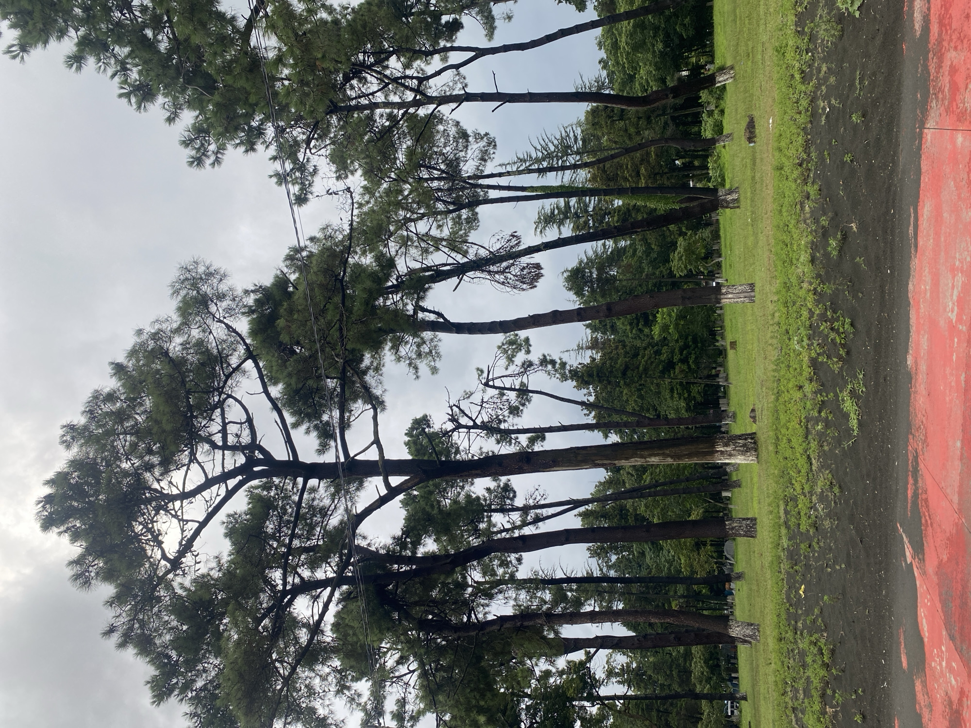 In Ureki, Georgia, a park scene unfolds under an overcast sky. A band of black dirt with small green shoots runs across the foreground, bordering a red paved surface. Behind this, a grassy field stretches out, dotted with tall pine trees whose lower trunks have been painted white. In the distance, denser greenery indicates a wooded area, and beyond that, faint outlines of tents suggest a campsite or event. The overall impression is one of a natural outdoor space, perhaps a public park or recreational area, with a hint of human activity.