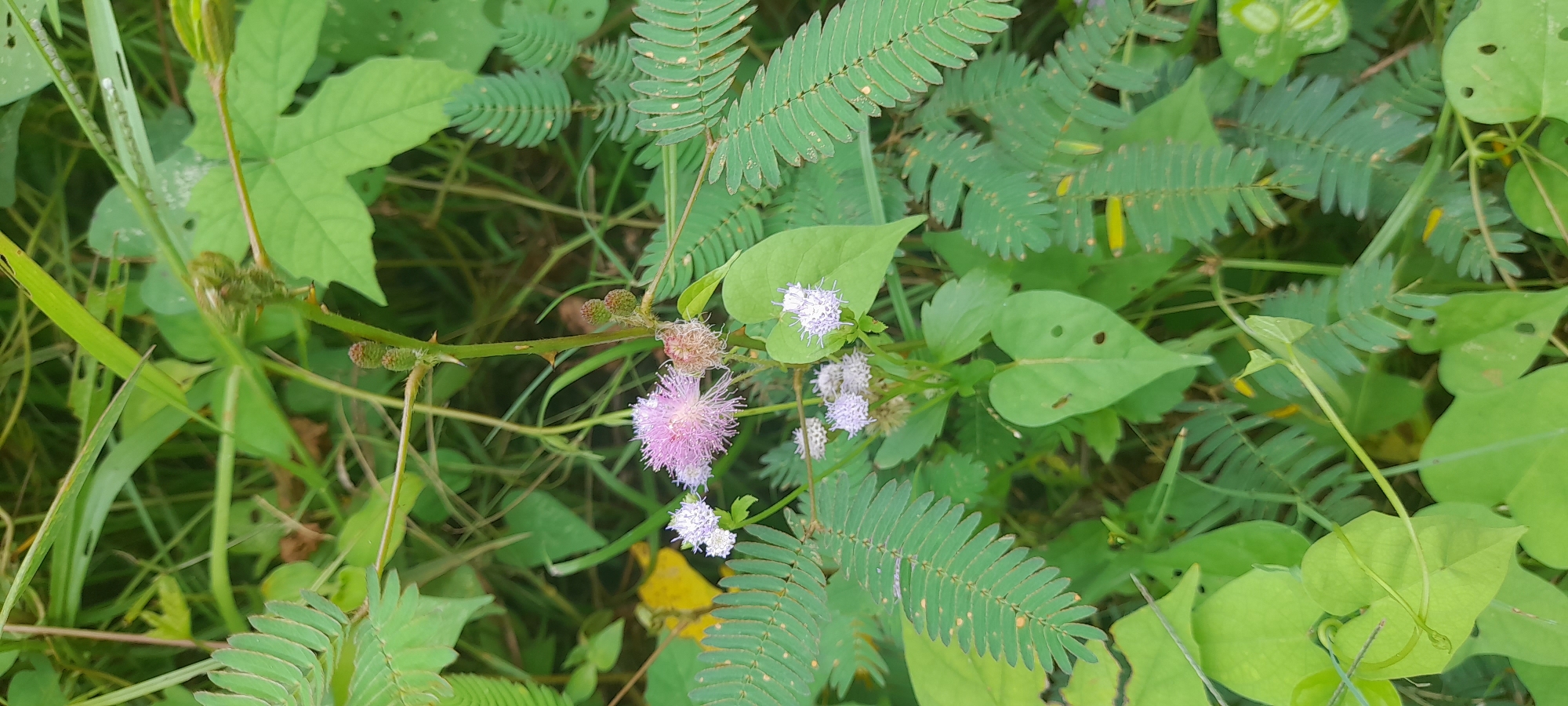The image shows a patch of Mimosa pudica (sensitive plant) in what appears to be a natural, outdoor setting. The plants are green, with characteristic compound leaves and spherical flower heads, some of which are pink and others white or fading. Other types of green vegetation are also present, including vines with heart-shaped leaves and foliage with lobed edges. The plant is growing naturally and a light infestation is present. The location is inferred to be in the city of Buketteukuh, Indonesia, based on the provided context, although the photograph does not explicitly depict urban or geographical features to confirm this.