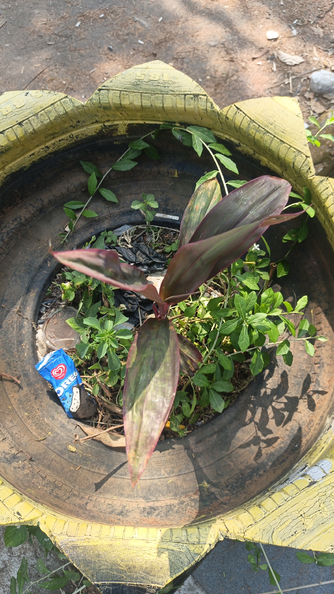 A plant with long, dark red and green leaves grows in the center of a repurposed tire planter. The tire is painted yellow and has been cut into a decorative, flower-like shape around its rim. Surrounding the central plant are smaller green plants and some debris, including a crumpled blue wrapper with "OREO" visible on it. The planter sits on the ground, which appears to be dirt and gravel, in what looks like an outdoor, possibly urban, setting. The image suggests a makeshift garden or decoration, possibly in a public space or private yard in Jekulo, Indonesia.