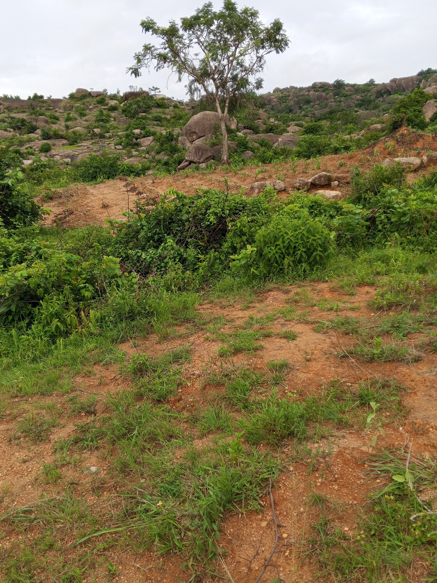 The image depicts a rugged, rocky landscape with scattered vegetation, likely in a rural area of Gwong, Nigeria. The foreground is characterized by reddish-brown soil dotted with patches of green grass and some low-lying shrubs. A winding path or cleared area is visible in the mid-ground, leading towards a more densely vegetated hillside. The hillside itself is covered with numerous large, rounded rocks and a variety of green plants, including trees and bushes. In the background, the terrain continues to be rocky and hilly, with the sky appearing overcast. There are no people or animals visible in the scene. The overall impression is one of natural, untamed terrain.
