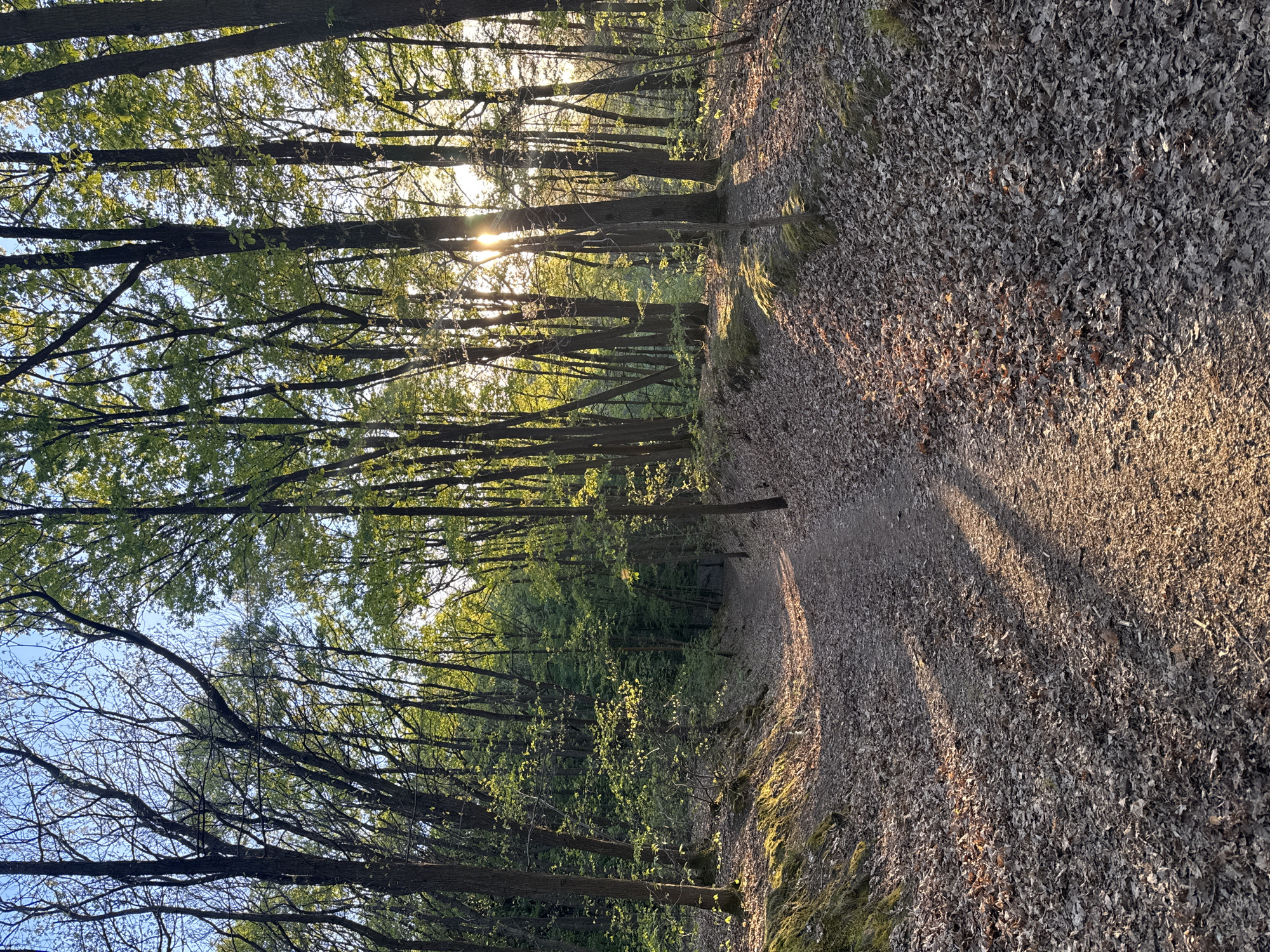 The image displays a tranquil forest path in Bures-sur-Yvette, France, captured during what appears to be late afternoon or early evening. A dirt path, heavily covered with dry, fallen brown leaves, curves gently through the woodland. Tall trees with slender trunks line both sides of the path, their branches reaching high into the sky. Many trees exhibit fresh, light green foliage indicative of spring, while others still show more bare branches against the clear blue sky.
The sun is positioned low in the sky, its golden rays piercing through the tree canopy on the right side of the frame. This creates striking, elongated shadows that stretch across the leaf-covered ground, illuminating parts of the path and trees with a warm glow. The light highlights the texture of the scattered leaves on the forest floor. No individuals or man-made objects are visible, emphasizing the natural and undisturbed quality of the scene. The overall atmosphere conveyed is one of peaceful solitude within nature. There is no discernible text in the image.