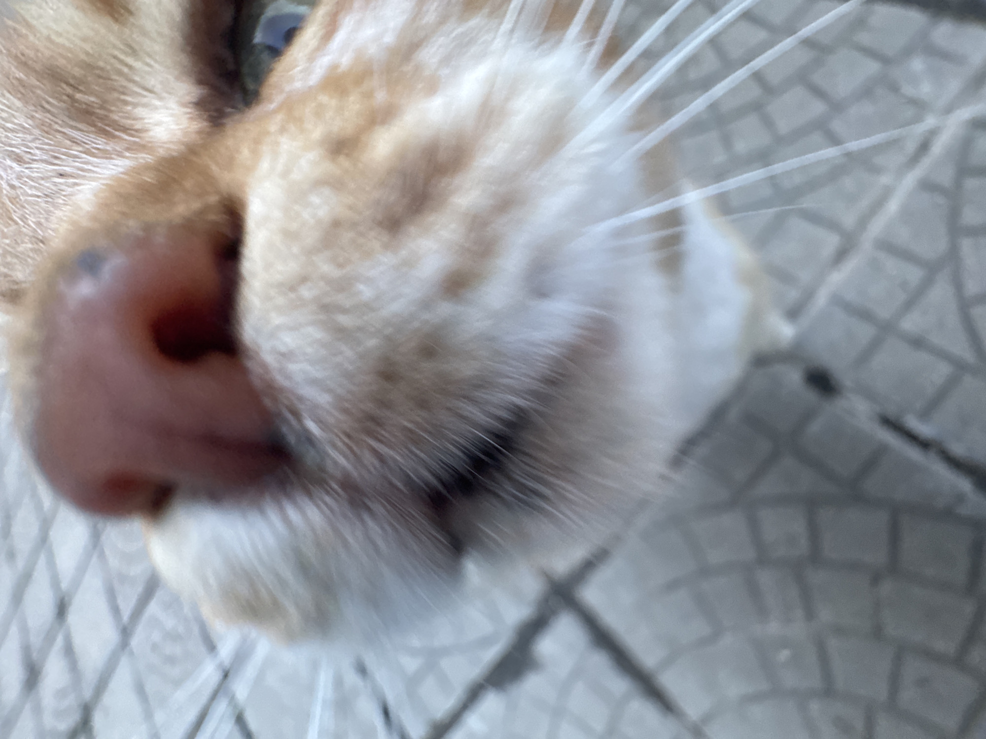 The image is a close-up shot of an orange tabby cat's face, specifically focusing on its nose, whiskers, and mouth area. The cat's nose is pink with a dark spot. The cat is close to the ground, which has a patterned brick or tile surface. The location is likely somewhere in Sofia, Bulgaria but cannot be confirmed.