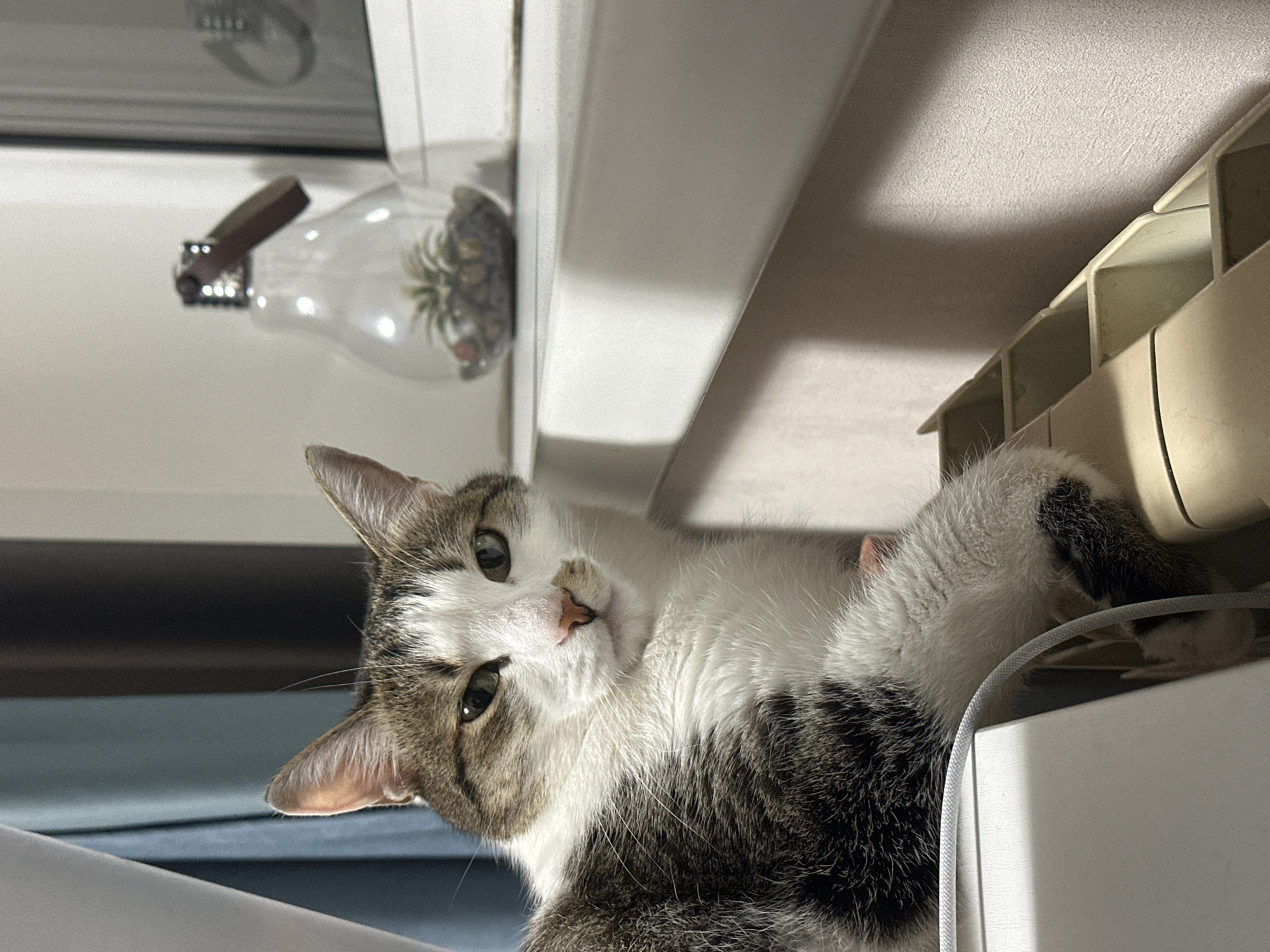 A white and brown tabby cat is resting on a white surface, likely a radiator, in an indoor setting. The cat is lying on its side and looking directly at the camera. A small glass vase containing a succulent or artificial plant is on a shelf behind the cat. A white power cord runs in front of it. The setting is likely a residence in Krasnoyarsk, Russia, as that information was provided.