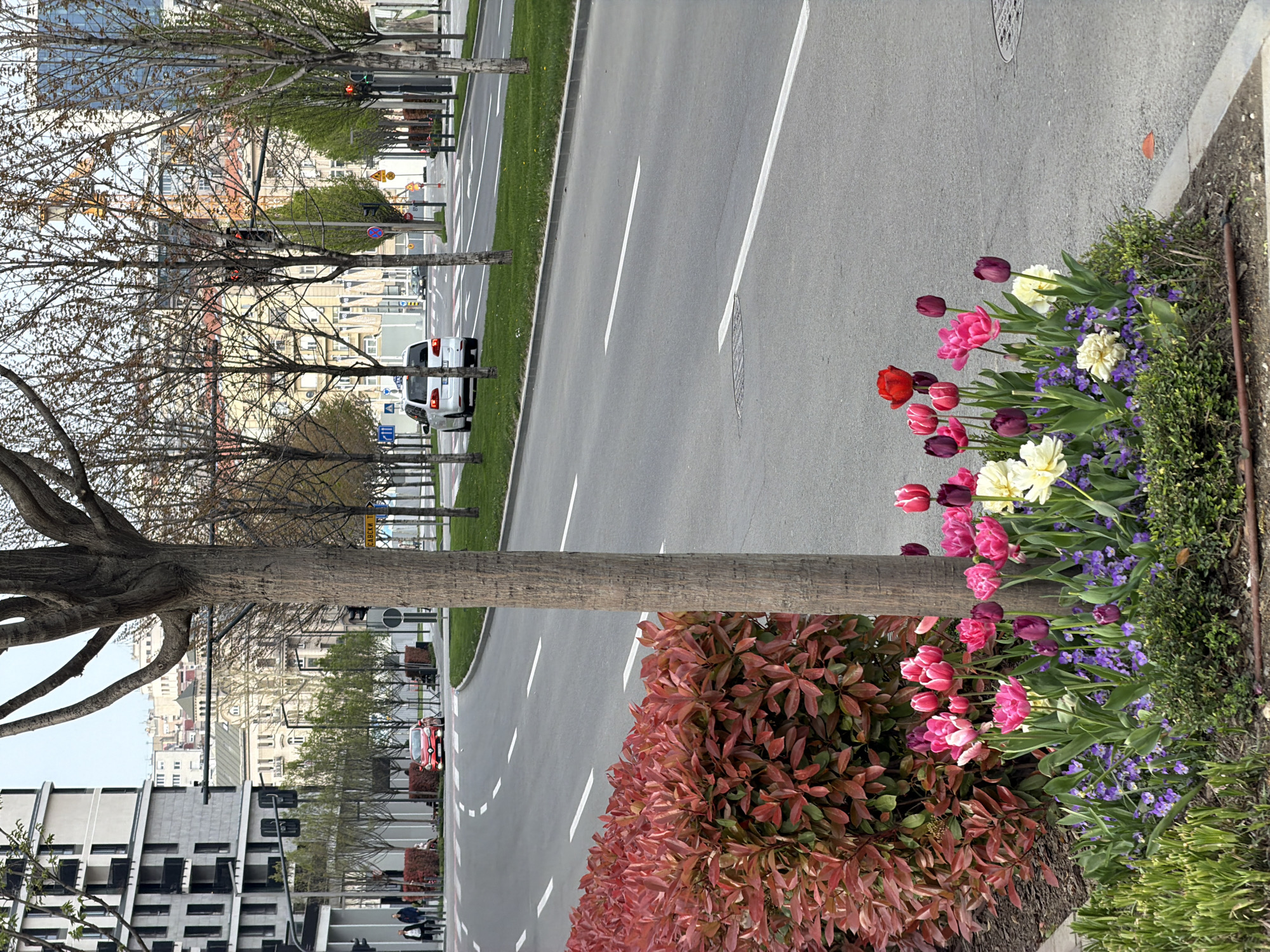 The image captures a street scene in Belgrade, Serbia. A multi-lane road stretches into the distance, lined with trees on either side. On the right side of the road, a flowerbed bursts with color, featuring tulips in shades of red, pink, purple, and white, interspersed with smaller blue flowers. A red-leafed shrub lines the road further along, near a thicker tree trunk. On the left, modern apartment buildings can be seen, with older buildings visible in the background. Cars are parked along the road, and the street is marked with white lines. There is a traffic light.