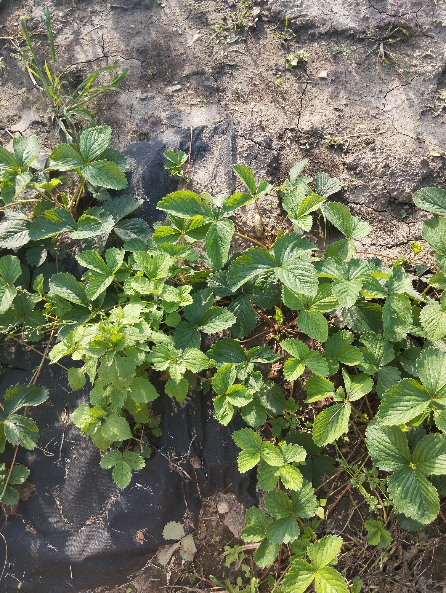 A high-angle, outdoor, medium shot captures a section of a garden bed with young strawberry plants growing in dark soil. The soil appears dry and cracked in places. Some of the plants are growing through black landscape fabric. The plants are small and green with multiple serrated leaves on red stems. There are no people or animals visible in the image. The lighting suggests a bright, sunny day.