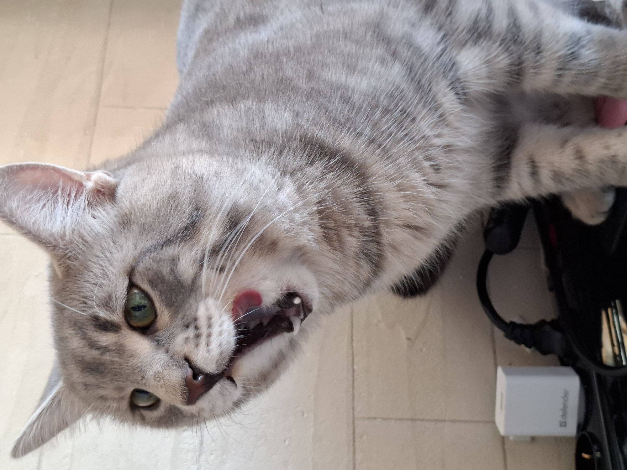 A light gray tabby cat with green eyes lies on a light-colored tile floor, mouth open and showing teeth. The cat appears to be looking directly at the camera. Partially visible in the bottom right corner is a black object with a white "Defender" branded charger next to it. The location of the image cannot be determined from the image. The city of Novi Sad, Serbia is irrelevant to the image.