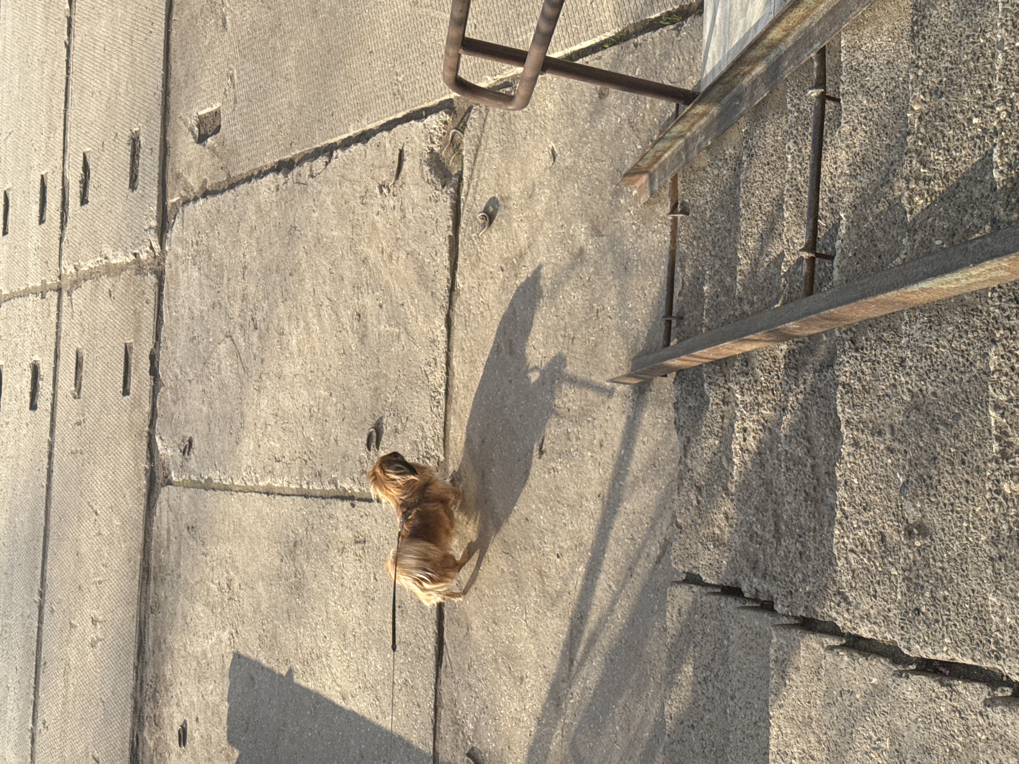 A high-angle, medium-shot photograph shows a section of a concrete surface divided into blocks, likely a street or plaza. In the foreground, on the concrete, is a small, long-haired dog, possibly a Yorkshire Terrier or similar breed, with a dark leash trailing behind it. The dog is facing away from the viewer. A section of a metal structure, possibly a ladder or scaffolding, is visible in the upper right quadrant of the image. The light source appears to be from the side, casting a distinct shadow of the dog and the metal structure. The concrete is textured and shows signs of wear, with some blocks having small, rectangular indentations. The location is reported to be in the city of Chaikovsky, Russia.