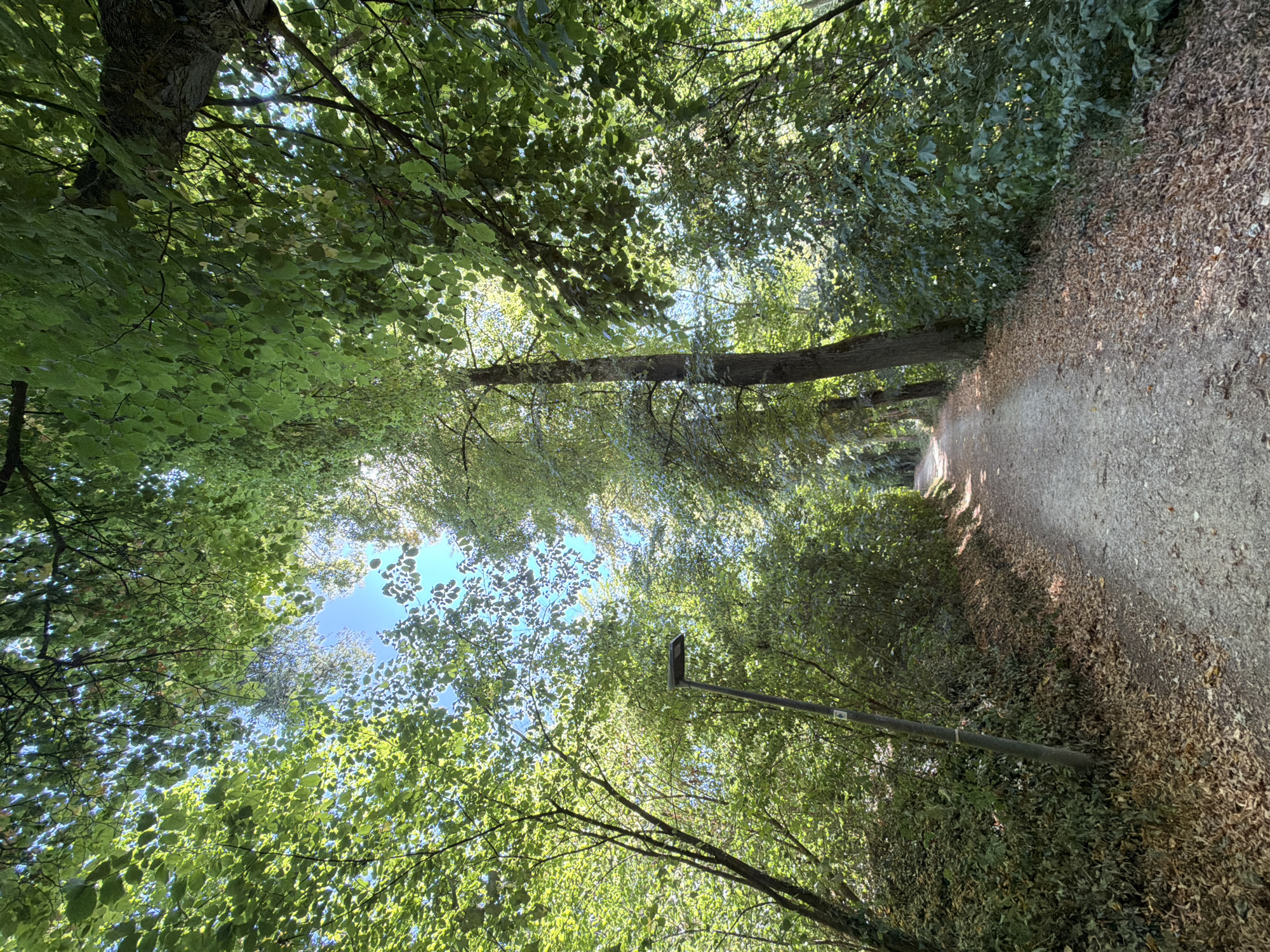 The image depicts a gravel pathway winding through a dense, verdant forest or park. Sunlight filters through the thick canopy of green leaves, creating dappled patterns on the path and forest floor, which is covered with fallen leaves. On the left side of the path, a tall, slender grey lamppost stands amidst overgrown foliage. The pathway recedes into the distance, suggesting a natural or recreational area within a city. While the exact location within Esch-sur-Alzette is not specified in the image, the presence of a lamppost indicates it is likely a maintained public space. No people or animals are visible in the scene. The environment is characterized by lush vegetation, a clear blue sky visible through the leaves, and the natural textures of the path and trees.