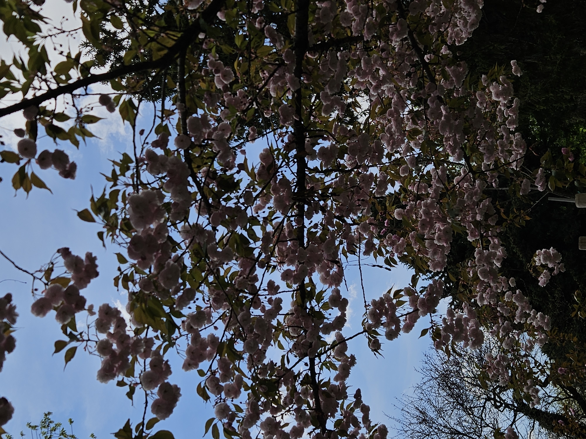 The image captures an upward-looking view through the dense canopy of a flowering tree, likely a cherry blossom, set against a bright, clear blue sky dotted with scattered wispy white clouds. The tree's branches, predominantly dark and silhouetted, are heavily laden with numerous clusters of light pink to white blossoms. Some branches also display green leaves, which are partially backlit, adding texture and depth to the scene. The perspective suggests the viewer is standing directly beneath the tree, looking up at the sky through its blooming branches. The natural lighting indicates it is daytime, possibly morning or afternoon, with ample light filtering through the leaves and petals. No human activity or specific objects are visible, emphasizing the natural beauty of the blossoms. The scene evokes a sense of spring and natural serenity. There is no visible text in the image.