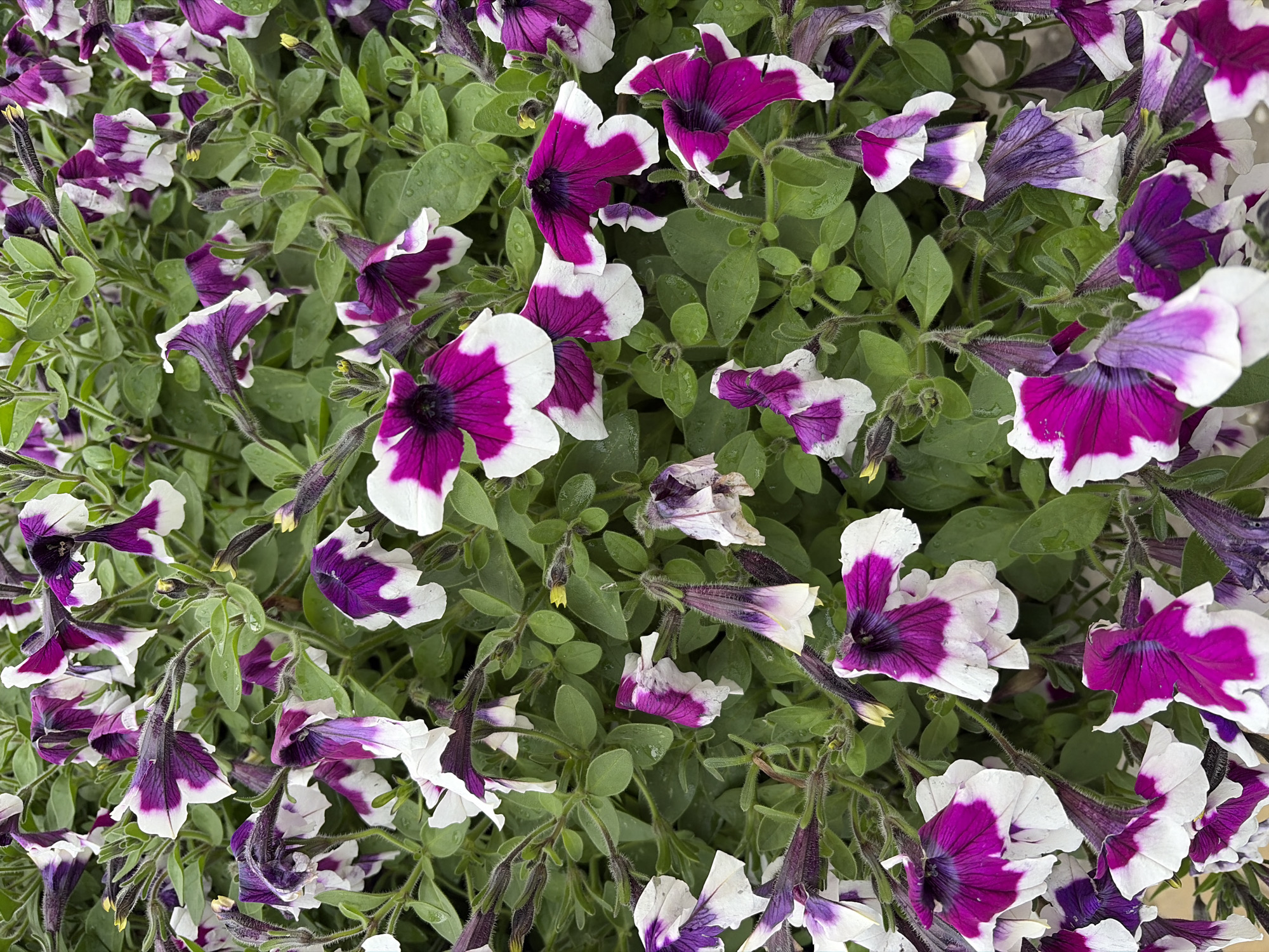 The image displays a dense cluster of purple and white petunia flowers with green foliage. The flowers exhibit a bicolor pattern, with deep purple petals transitioning to white at their edges. Some flowers are fully open, revealing their trumpet-shaped interiors, while others are still in bud or partially closed. The foliage is lush and appears somewhat wet, suggesting recent rain or dew. The overall impression is one of abundant, vibrant floral growth. The image does not contain any elements that would indicate its specific location within the city of Kazan, Russia, or any human presence.