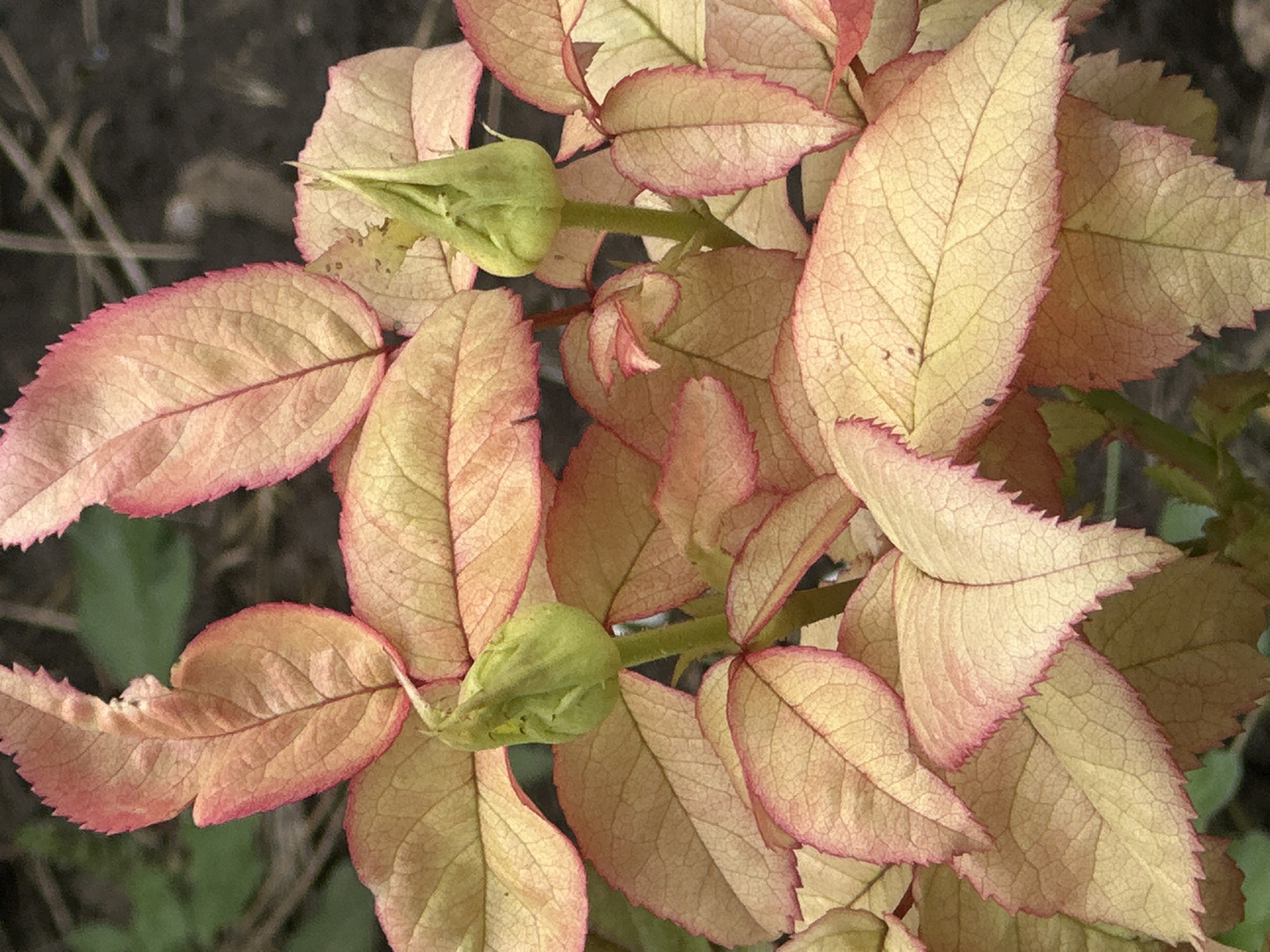 The image shows a close-up view of rose leaves and a single rose bud. The leaves are a pale yellow-orange color with pinkish-red edges and visible venation. The rose bud is a light green color and is tightly closed. The background is out of focus and appears to be foliage and soil, suggesting an outdoor setting. The image was taken in Lobacheve, Ukraine.