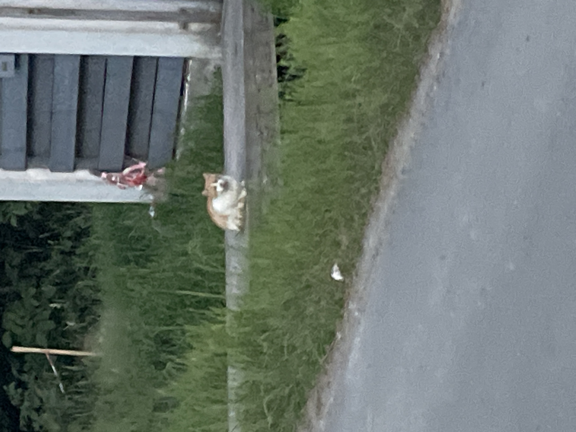 An orange and white cat is sitting on a grey, raised concrete ledge next to a grassy area and a paved road. The cat is looking towards the left side of the frame. Behind the ledge is a dark grey, ribbed structure, possibly a wall or gate, with some red and white material hanging from it. To the left of the concrete ledge and behind the cat, there is dense green foliage. A dirt road is visible in the foreground. The scene appears to be outdoors in a semi-urban or rural setting.
