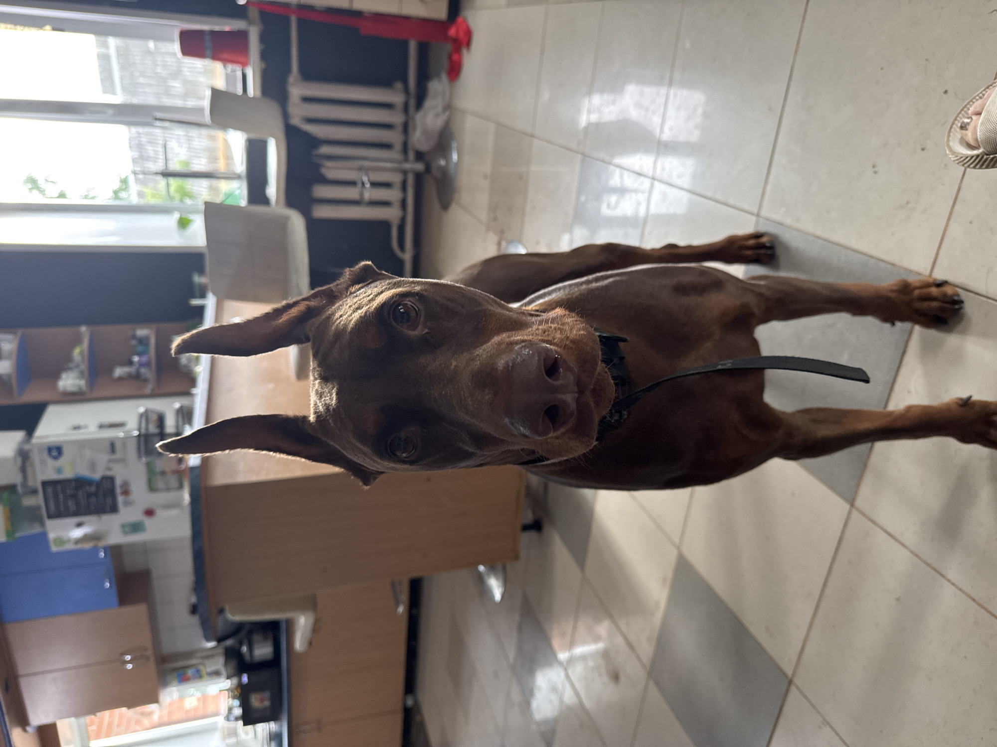 A medium shot captures a brown Doberman Pinscher standing on a tiled floor indoors. The dog is looking directly at the camera with its ears perked. The background shows a kitchen with cabinets, a refrigerator, a counter, and chairs near a window. Sunlight streams in from the window, casting shadows on the floor. The location is identified as Rusalevka, Russia.