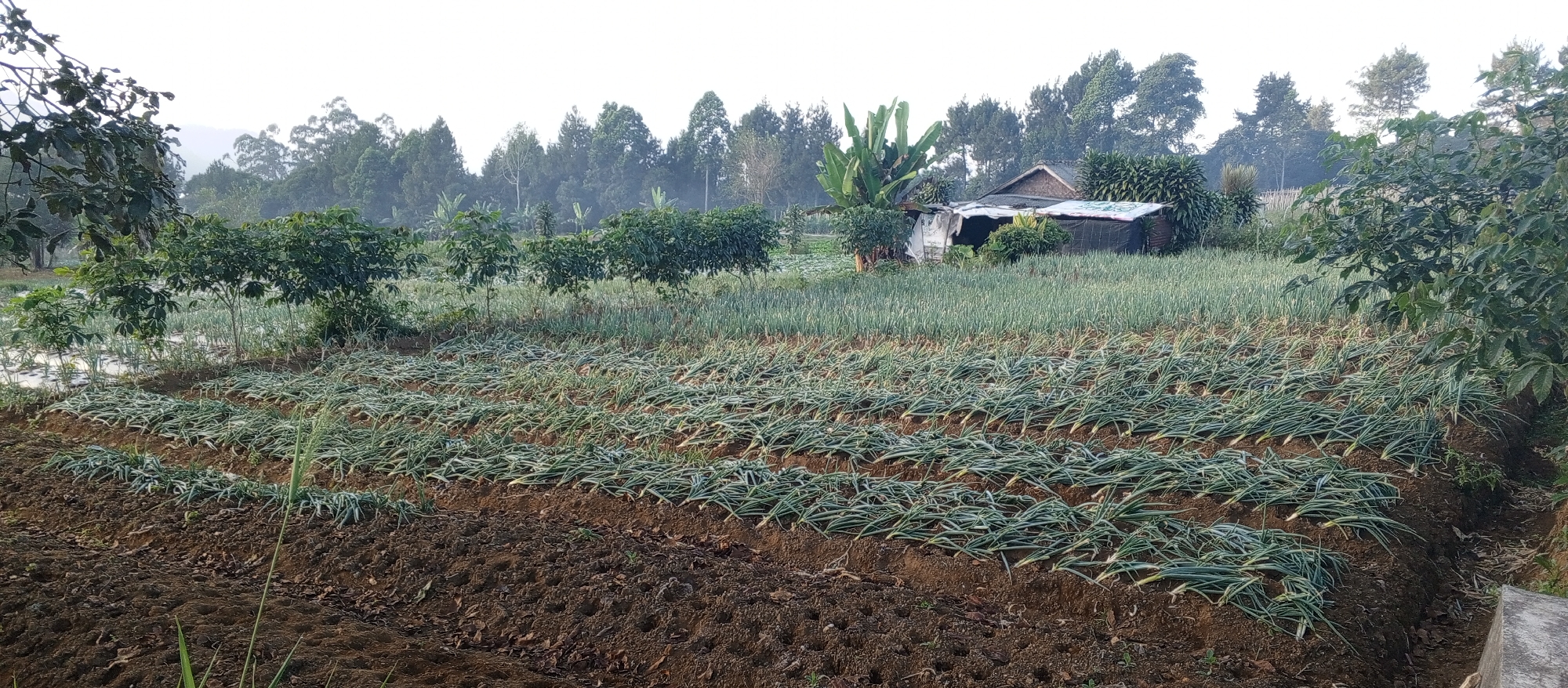 This is a wide-angle, eye-level outdoor photograph taken in Ruwan Eliya, Sri Lanka, depicting a cultivated field with rows of young green plants, likely spring onions or a similar crop. The field is divided into multiple horizontal rows, with the plants lying down in some sections, suggesting they have been harvested or are in the process of being laid out. The soil is dark brown and appears to be tilled.
In the middle ground, there is a small, rustic structure, possibly a shed or shelter, constructed from wood and corrugated metal, with a tarpaulin covering part of its roof. Surrounding the shed are various green plants, including what appear to be banana trees. In the background, a dense line of trees forms a natural border, with a misty or hazy sky beyond. Some of the trees in the background are tall and slender, characteristic of a tropical or subtropical climate.
The foreground is dominated by the cultivated rows of plants and the dark soil. The lighting suggests it is either early morning or late afternoon, with soft, diffused light. There are no people visible in the image. The overall scene conveys a sense of agricultural activity in a rural or semi-rural setting.