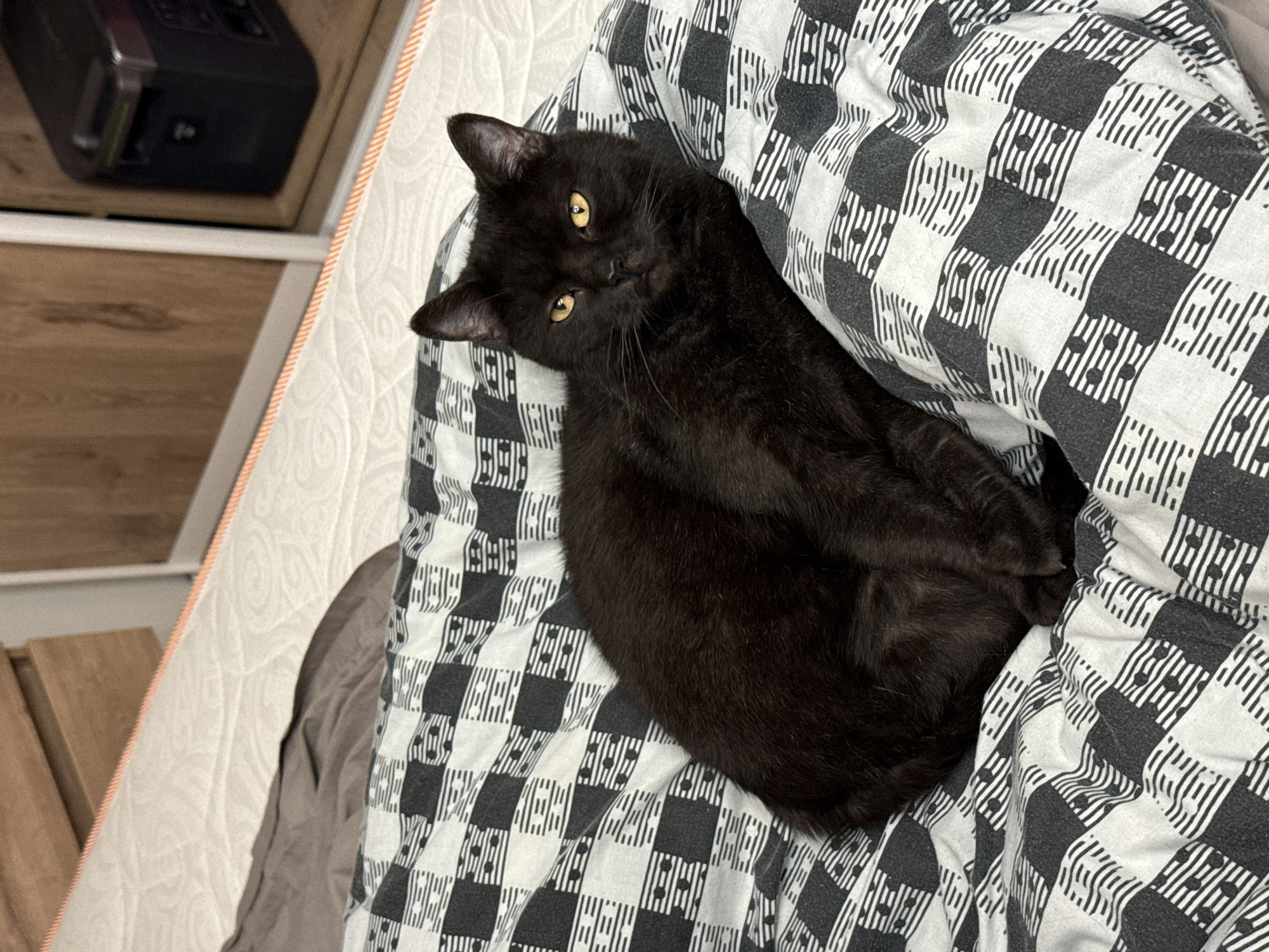 A black cat with yellow eyes is lying on a checkered blanket on a bed. The cat is curled up and looking at the camera. The blanket has a pattern of black and white squares, with smaller black dots and white lines inside the squares. Behind the bed, there is a dresser with wooden drawers and a closet with a reflective door.
