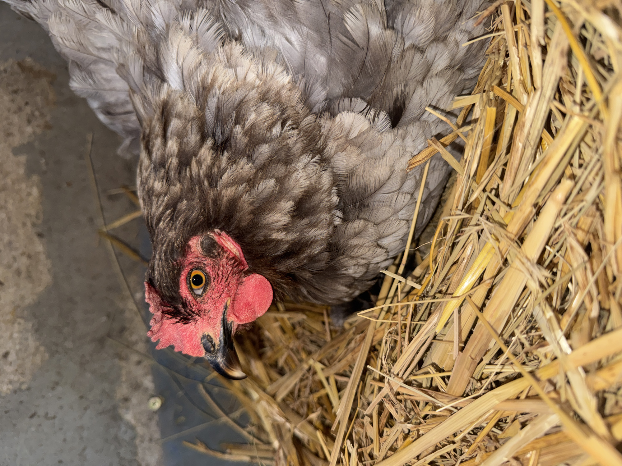 A close-up, eye-level shot shows a gray-feathered chicken sitting in a nest of dry straw. The chicken's head is visible in profile, with a bright red comb and wattle, a black beak, and a yellow eye. The background is a blurry gray wall. The scene appears to be in a coop or similar enclosure.