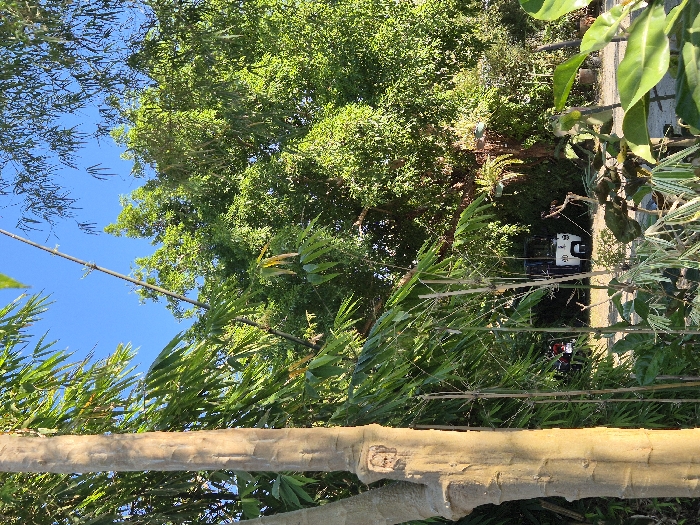 The scene is located outdoors in Silang, Philippines, within a heavily vegetated area. A clear blue sky is visible at the top of the frame. The left foreground is dominated by a light brown tree trunk, which displays a small carved human-like face at mid-height. Various bamboo stalks with green leaves and other broadleaf plants occupy the mid-ground. Through a gap in the foliage, a stationary white and blue motorized tricycle, marked with the number "50" on its side, is visible on a dirt or gravel surface. Behind and to the left of the tricycle, a portion of a red motorcycle is also visible. On the right mid-ground, a large tree with dense green foliage hosts several hanging potted plants. No people or active interactions are visible.