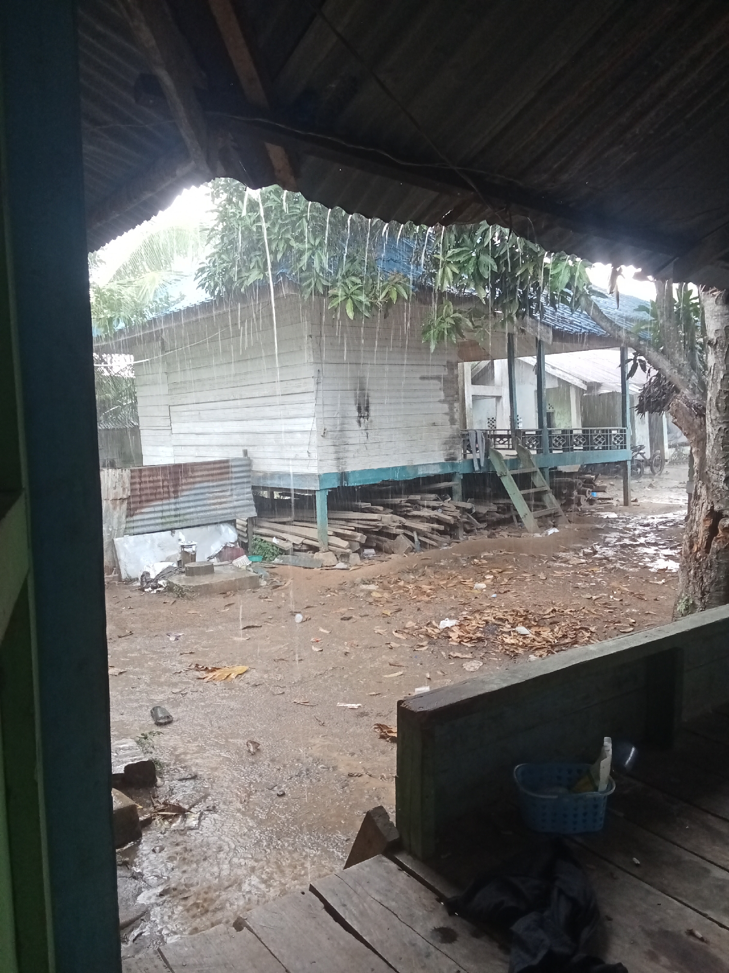 This image depicts a scene in the city of Buketglumpang, Indonesia, during a rain shower. The view is from under a covered structure, possibly a porch or eaves, looking out at a white wooden house built on stilts. Rain is visibly falling, creating streaks of water and puddles on the muddy ground. In front of the house, there is a wooden ladder leaning against a raised platform. Piles of wood are stacked near the base of the house. The environment appears somewhat rural or underdeveloped, with scattered debris and dry leaves on the ground. A blue plastic basket containing items, possibly cleaning supplies, is visible on the wooden platform in the foreground. A large tree trunk is present on the right side of the frame. The overall atmosphere is damp and wet due to the ongoing rain.