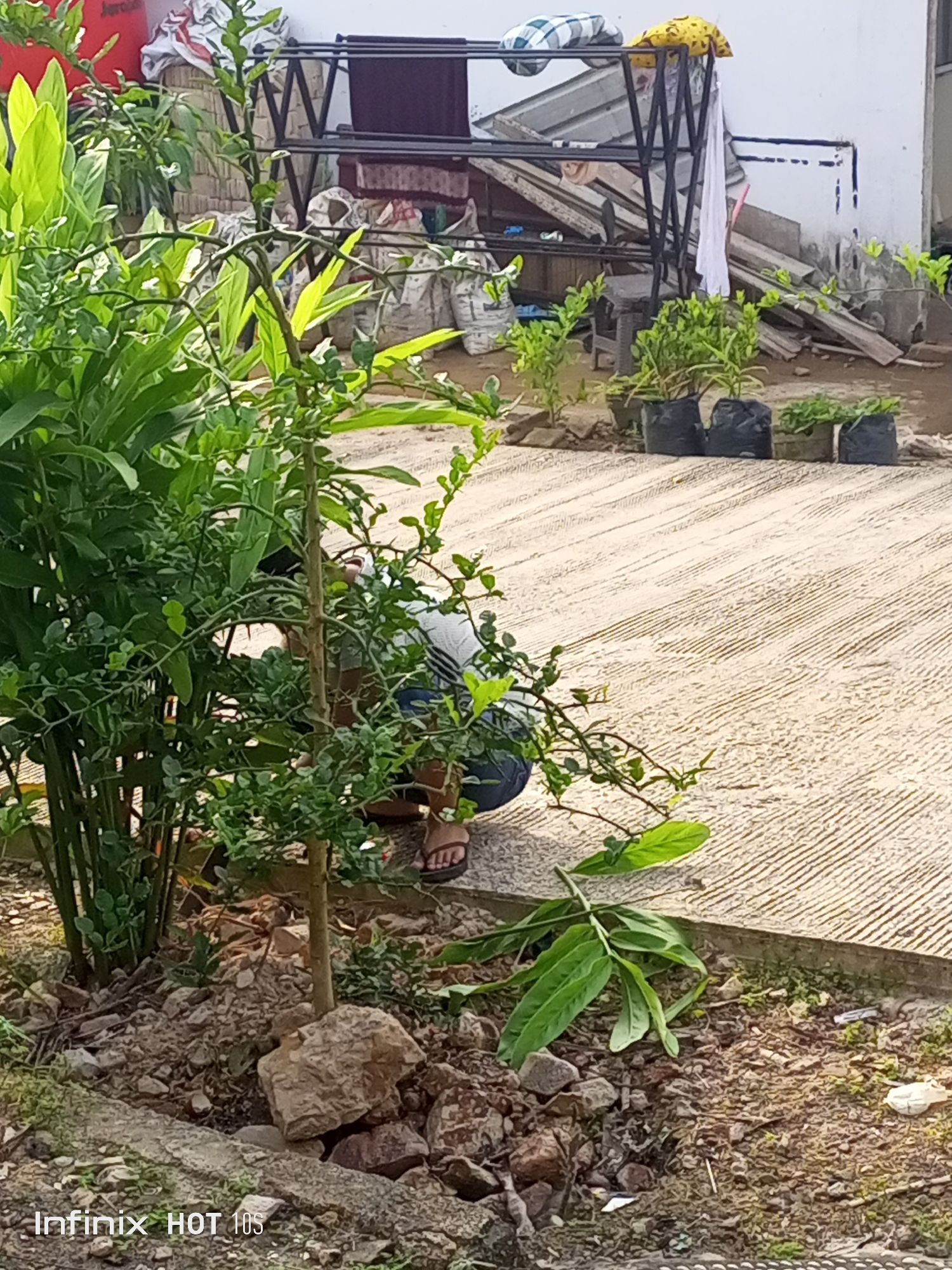 The image depicts an outdoor scene with a person crouching near a small tree with thorny branches. The person is wearing sandals. In the background, there are several potted plants in black bags, a clothes rack with laundry, and some building materials, suggesting a residential or construction area. The ground is paved with concrete. The foreground shows a garden bed with rocks and plants. The scene appears to be in Batam, Indonesia, as indicated by the watermark "Infinix HOT 10S" which is a phone model commonly used in the region.