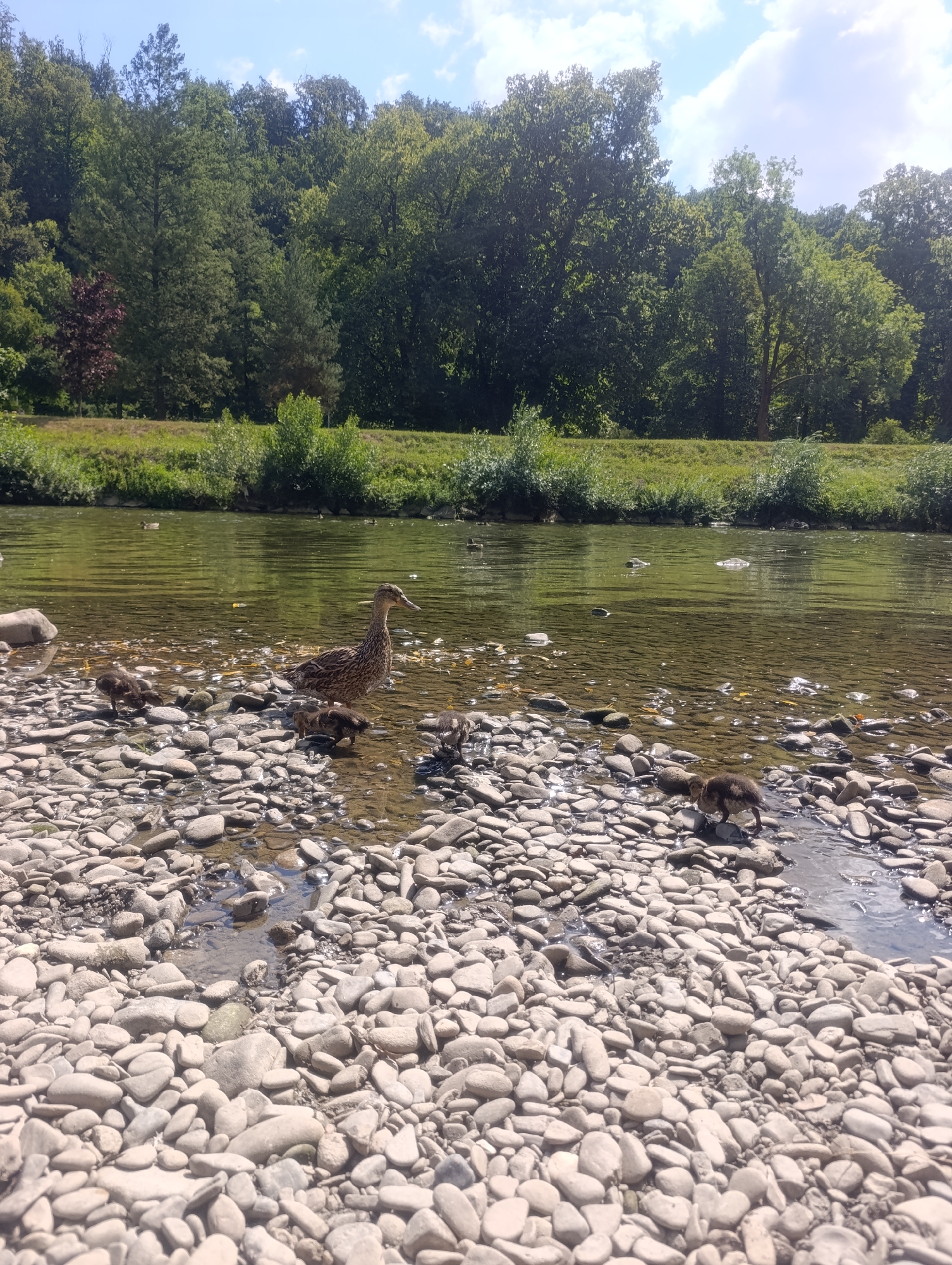 The image depicts a natural scene along the Bečva River in Teplice nad Bečvou, Czechia. The foreground is dominated by a rocky riverbank, with smooth, grey and white stones of various sizes filling the frame. A shallow stream of clear water flows over some of these stones.
In the middle ground, a mother duck with brown and white mottled plumage stands in the water near the shore, appearing to lead or supervise a group of ducklings. Several fluffy, dark-colored ducklings are visible, some of them wading in the shallow water and others on the rocky bank. One duckling is positioned slightly to the right of the mother duck, appearing to step into the water.
The Bečva River itself occupies the mid-ground, with its surface reflecting the sky and surrounding greenery. The water is calm and transparent enough to see the sandy riverbed in some areas. In the background, a dense line of lush green trees forms a natural barrier along the opposite bank of the river. The trees are a mix of deciduous species, with some darker foliage suggesting evergreen elements as well. The sky above is blue with scattered white clouds, indicating fair weather. The overall impression is one of a peaceful wildlife encounter in a scenic riverside environment.