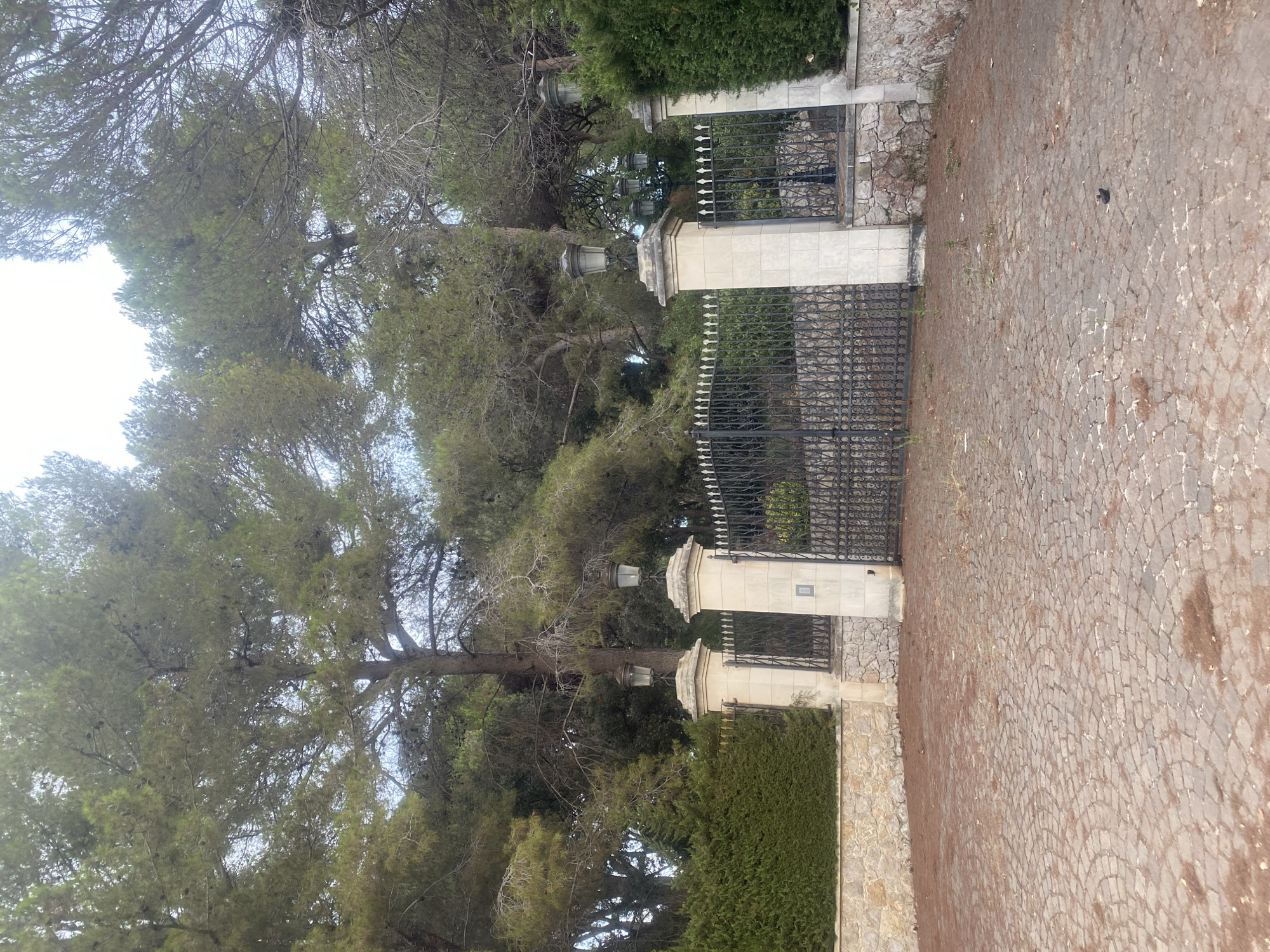 A paved driveway leads to an ornate black metal gate, flanked by stone pillars topped with lampposts. Behind the gate, a dense forest of tall pine trees rises, their branches interwoven and obscuring the sky. A low stone wall, topped with a meticulously trimmed green hedge, runs along the left side of the driveway and extends to the gate. The ground is covered in small, reddish-brown cobblestones. The scene is set in Antibes, France, suggesting a private residence or estate entrance.