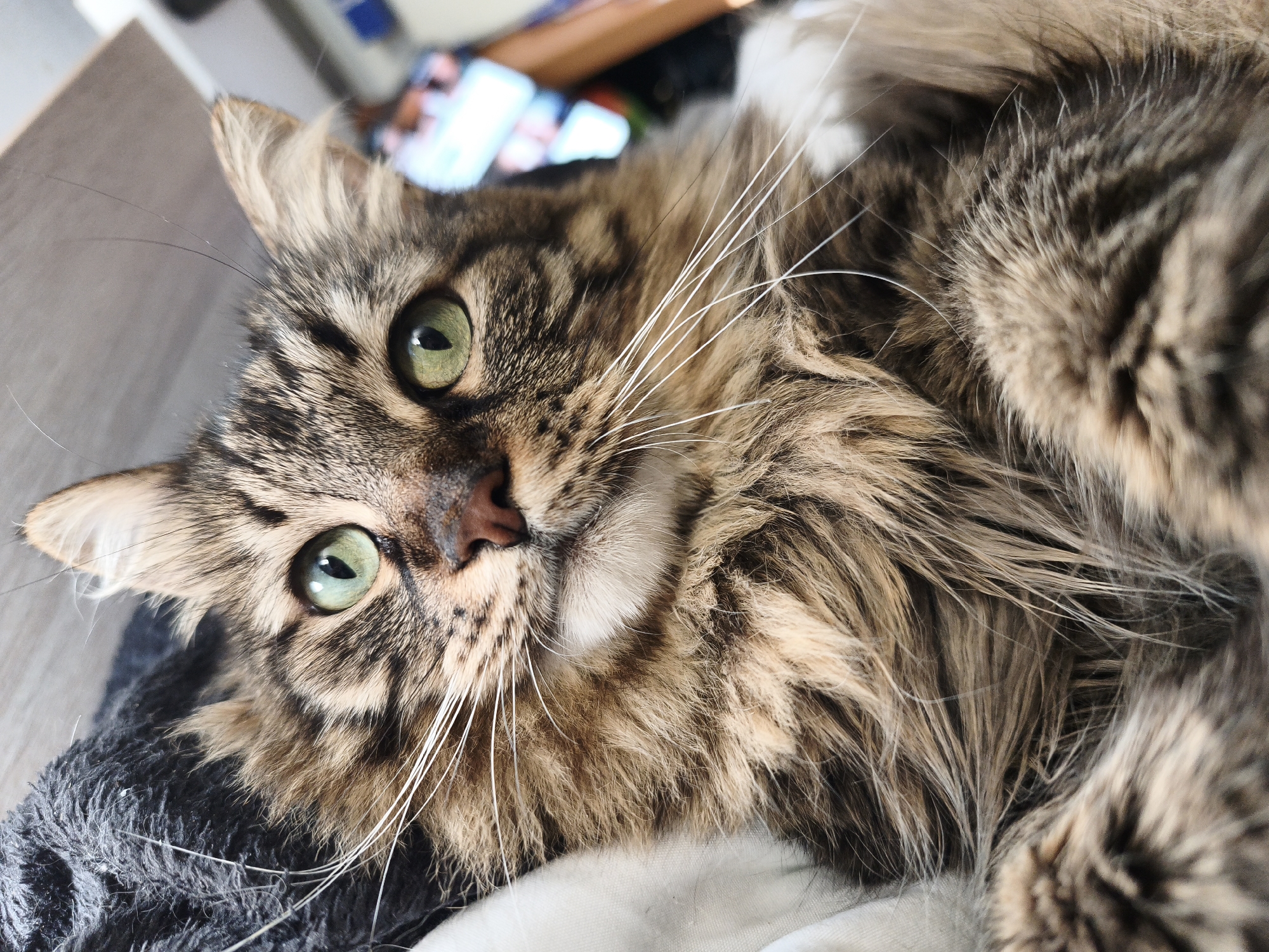A close-up, eye-level, slightly high-angle shot shows a domestic cat with green eyes and brown and black tabby markings, lying on its back. The cat's fur is long and fluffy, with streaks of cream and black. Its whiskers are long and white. The cat's left ear is visible at the top left of the frame, and its right ear is out of frame. The cat's eyes are open and looking towards the camera. The background is blurred and out of focus, but appears to be an indoor setting with wooden furniture. The cat is resting on a dark grey textured blanket and a white cloth. The overall impression is one of comfort and relaxation.