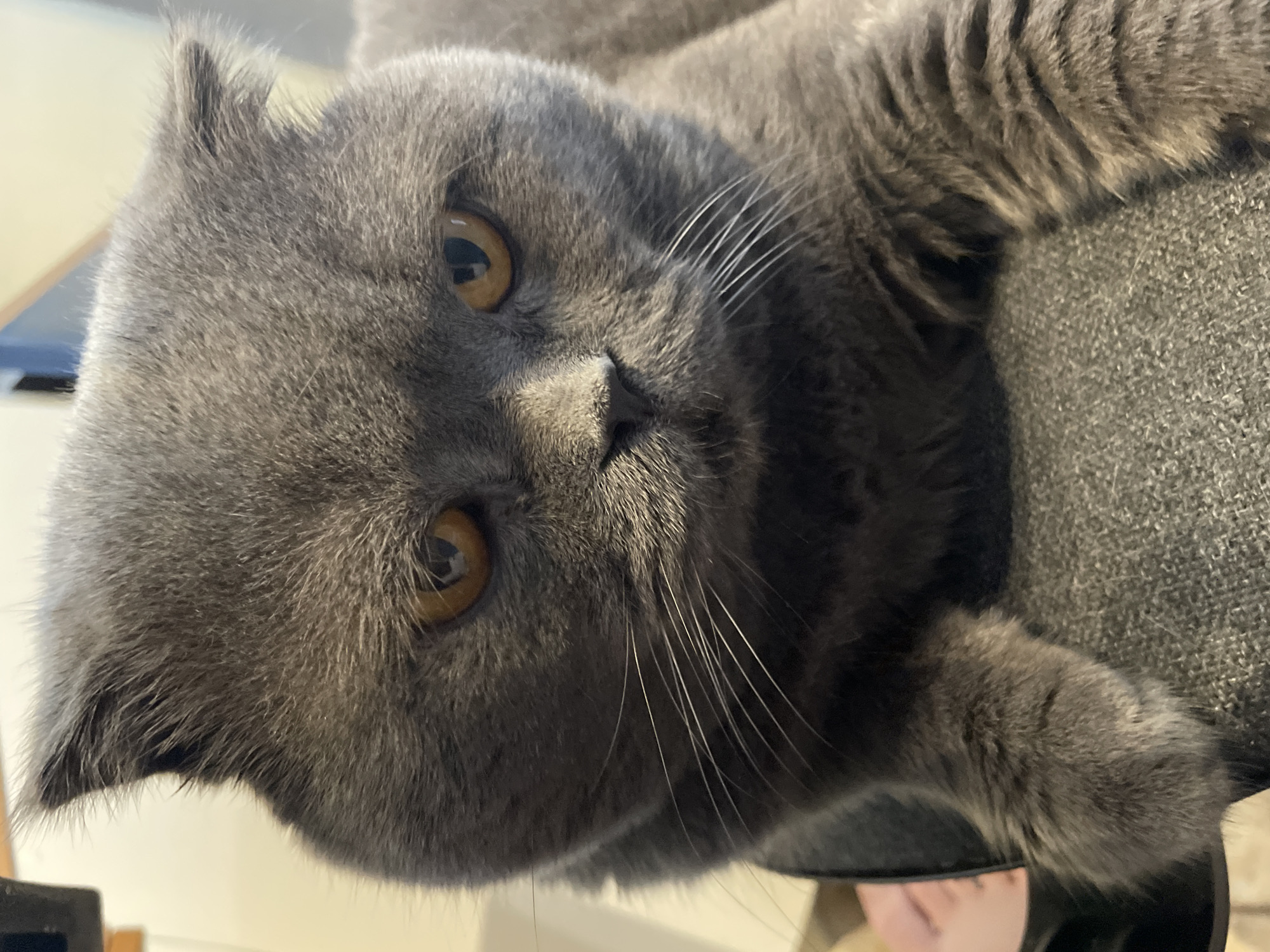 A close-up, eye-level shot focuses on the face of a gray, Scottish Fold cat. The cat's ears are folded forward, and its amber eyes gaze directly at the camera with a stern expression. Its snout is dark gray, and white whiskers fan out from its cheeks. The background is blurred, but appears to be indoors with light-colored walls and a hint of furniture. The cat is resting on a dark gray, textured surface, possibly a chair or couch.