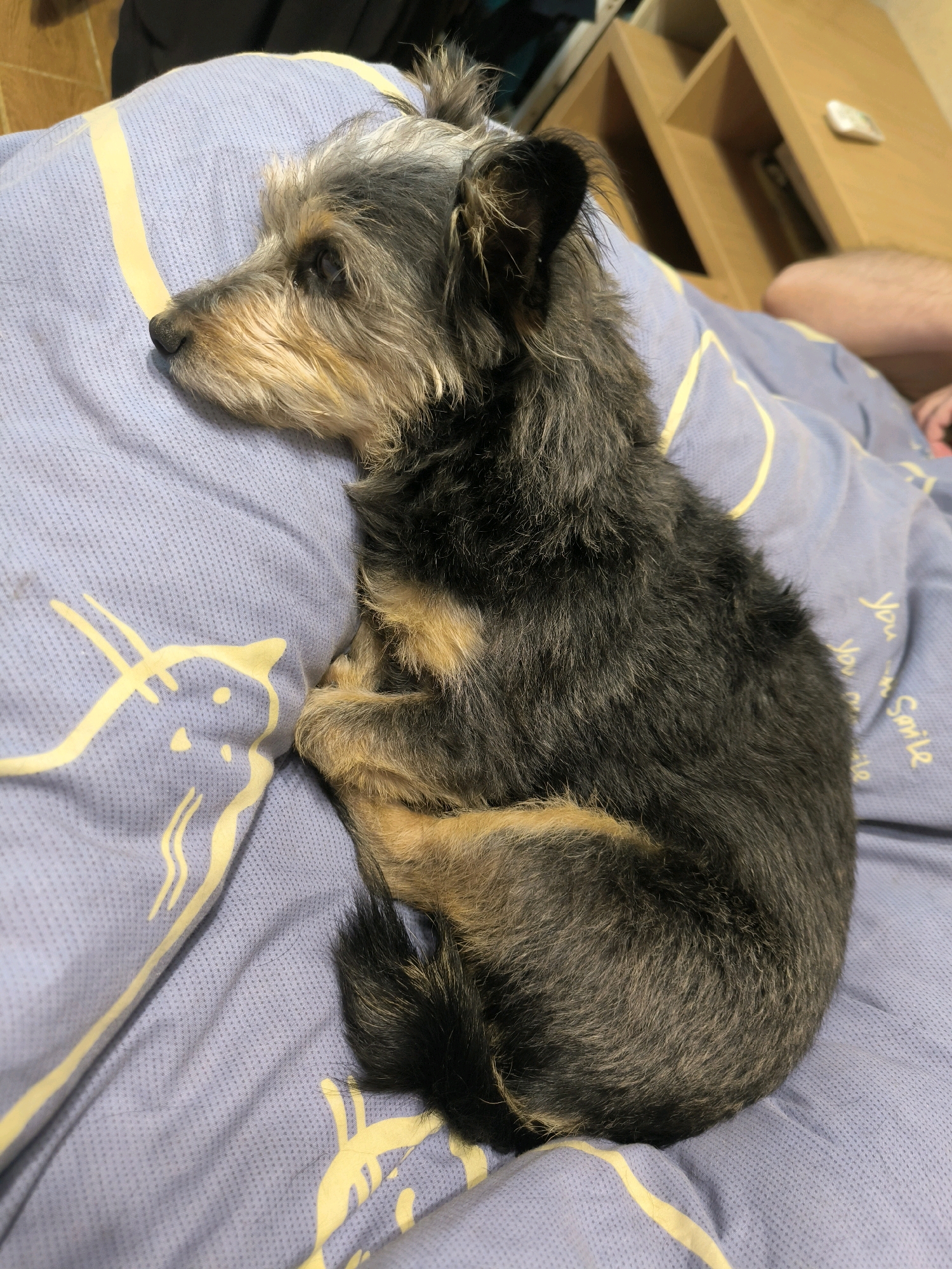 A small, scruffy, dark-colored dog with tan markings is curled up asleep on a blue bedsheet with a yellow striped pattern. The dog is positioned on its side, facing left, with its paws tucked under its chin. The bedsheet is wrinkled, indicating it is likely in use. In the background, a wooden shelf unit is visible, and a person's legs are partially in the frame. The overall scene appears to be indoors, likely in a bedroom. The image does not provide any specific details that would allow for a location in the city of Mykolaiv, Ukraine, to be identified.