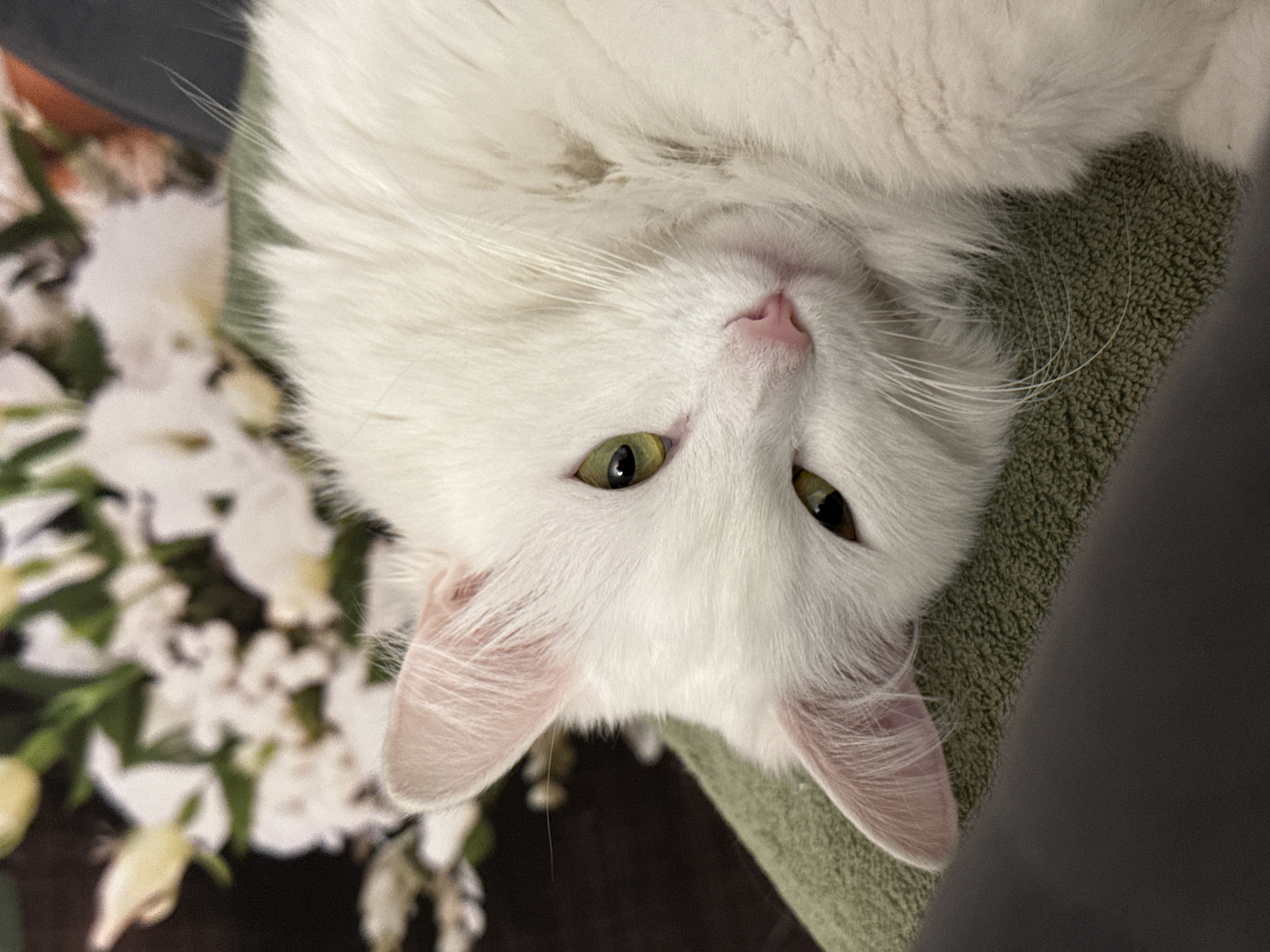 A close-up shot shows a fluffy white cat with green eyes lying on a textured green surface. The cat is positioned in a way that its head is tilted, and its body is partially visible. The background is blurred, featuring a bouquet of white flowers with green stems, suggesting an indoor setting. The lighting is soft, highlighting the cat's fur and facial features, including its pink nose and delicate whiskers. The scene appears to be a still-life portrait of the cat.