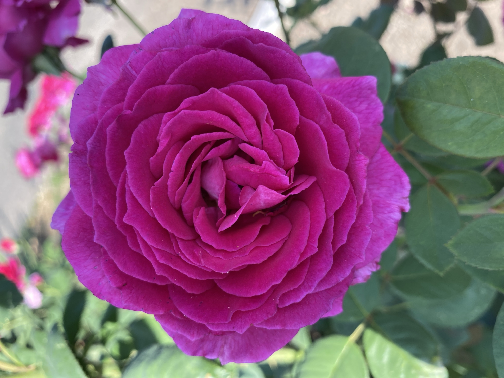 A close-up, eye-level shot captures a vibrant fuchsia rose in full bloom, occupying most of the frame. The rose's petals are densely layered, forming a spiral pattern that draws the viewer's eye towards its center. The petals exhibit subtle variations in shade, with some appearing lighter and others deeper fuchsia. Tiny specks, possibly dust or pollen, are visible on some petals.
The rose is surrounded by its lush green foliage, with leaves of varying sizes and shapes visible in the foreground and along the edges of the frame. In the background, out of focus, are hints of other flowers, some appearing pink and others a darker shade of purple, suggesting a garden setting. A pale, blurry background hints at a paved surface and possibly a building or wall.
The lighting suggests a bright, sunny day, with soft shadows and good illumination on the rose. The overall impression is one of natural beauty and the delicate intricacy of a blooming flower. This image was taken in Ventsy, Russia, likely in a garden or park. There are no people, animals, or specific actions depicted in this scene.