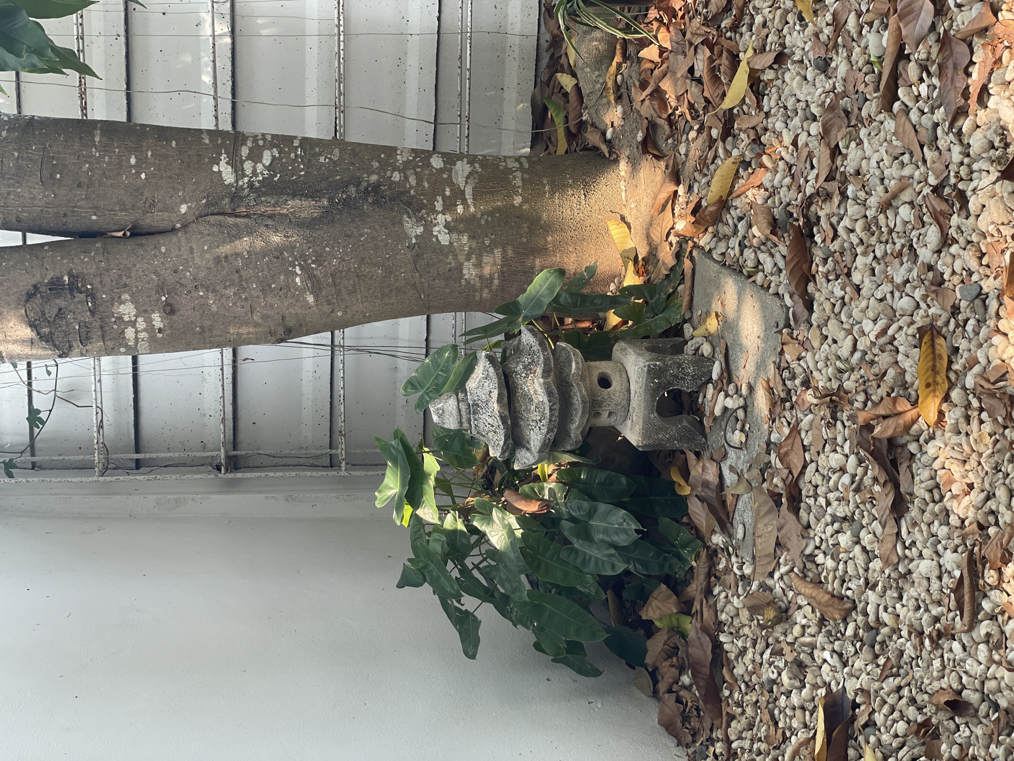 The image shows a ground-level outdoor scene in Chang Phueak, Thailand. A section of a tree trunk is positioned vertically against a white wall with a white metal fence attached. A weathered stone lantern rests at the base of the tree, partially obscured by green plants. The ground is covered with a mixture of small white pebbles and brown leaves. Sunlight casts shadows across the scene. No people are visible.