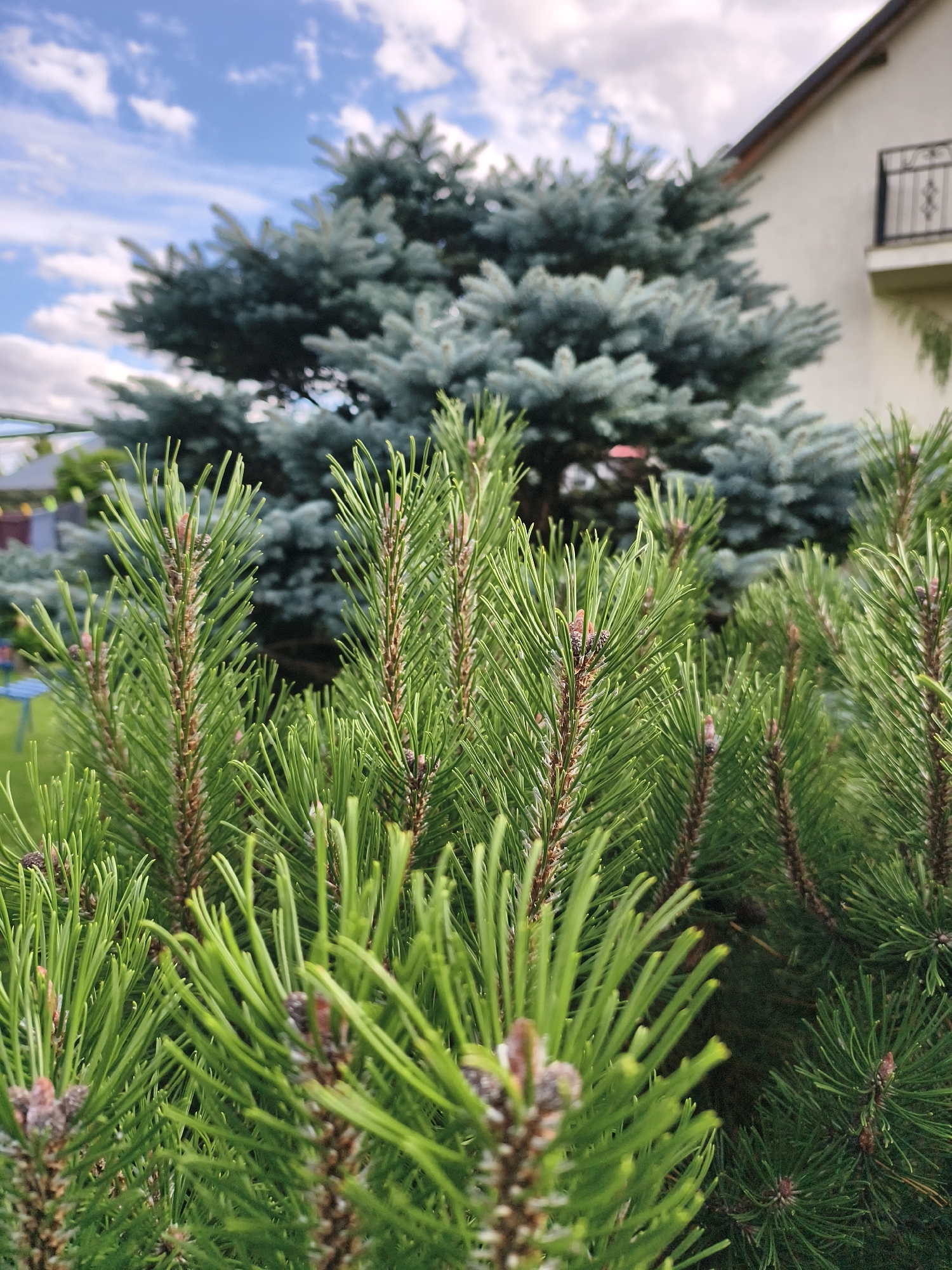 The image shows a close-up view of green pine branches in the foreground, with a large blue spruce tree and a white house with a balcony in the background. The sky is blue with scattered white clouds. The scene appears to be a residential backyard. The location in Tczew, Poland, is not discernible from the image itself.