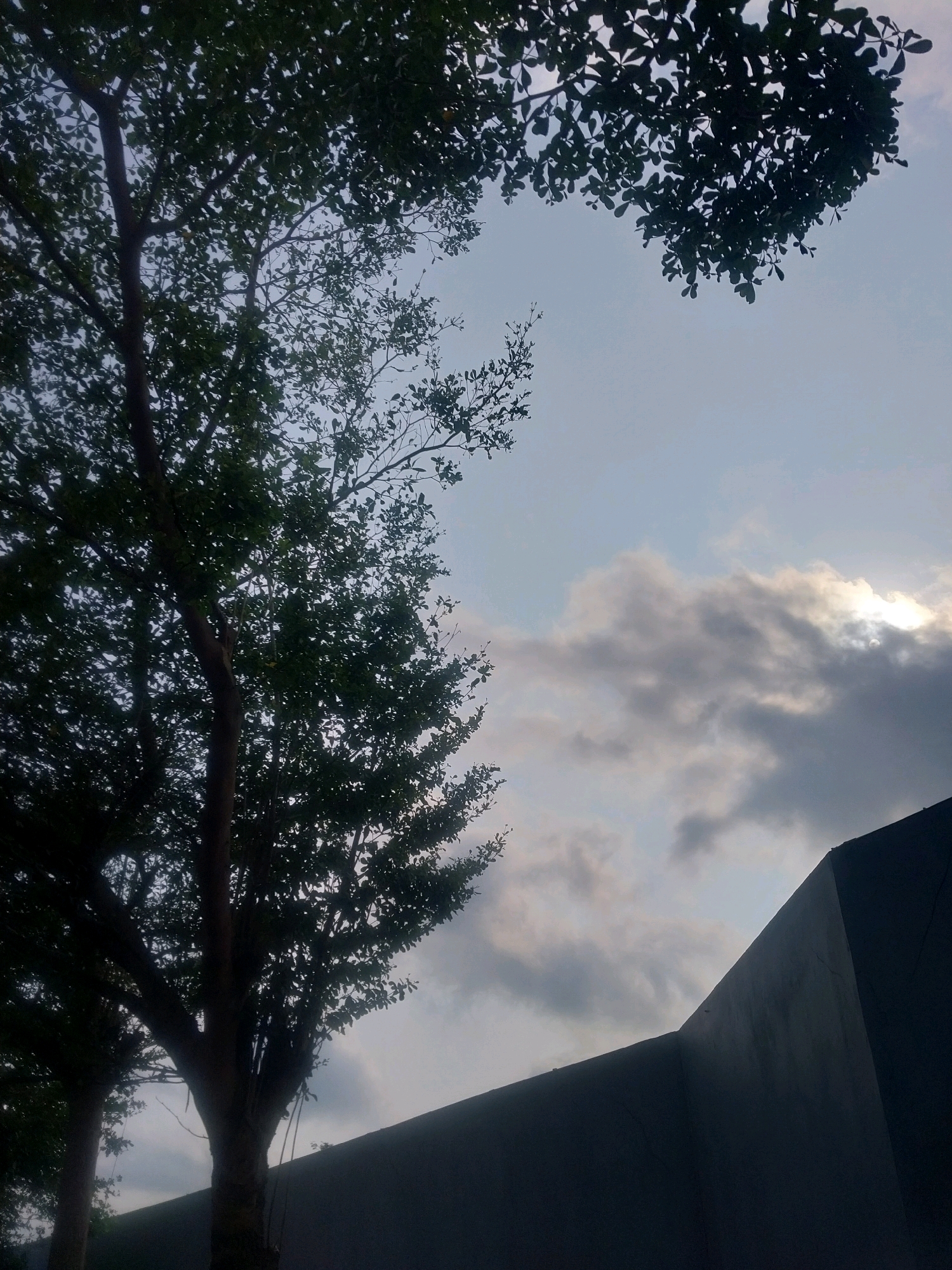 The image captures a view from the ground looking upwards at a tree with dark green foliage against a pale sky with scattered clouds. The sun is partially visible through the clouds, casting a bright glow. In the foreground, the dark silhouette of a wall or building is visible, with its angular structure creating a sharp contrast with the organic shapes of the trees and clouds. The overall scene suggests an outdoor environment, possibly a park or garden area within a city, with a subtle sense of a transitional time of day, such as late afternoon or early morning. The presence of the wall indicates it's likely an urban or developed area. Given the context of Sleman, Indonesia, this could be a scene from a residential area, a public park, or a business district in the region, where modern architecture coexists with natural elements.
