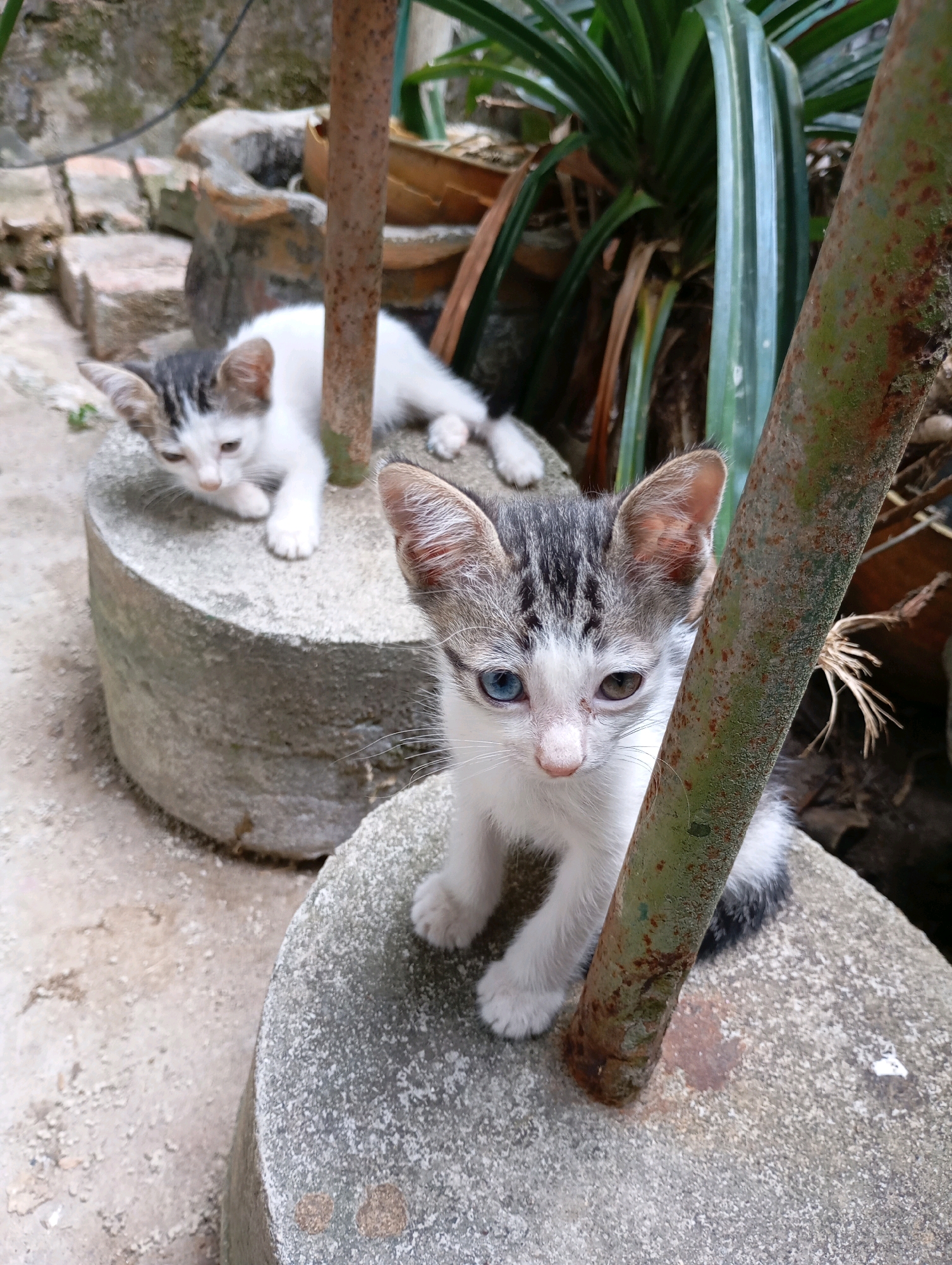Two kittens are on a stone structure in an outdoor setting. The kitten in the foreground has heterochromia, with one blue eye and one brown eye. It is looking directly at the camera, with its paws resting on the stone. A rusty metal pole is in front of it. The second kitten, mostly white with grey markings on its head and back, is lying down on another stone structure behind the first kitten. It appears to be looking away from the camera. The background includes some bricks, plants, and dry vegetation. The scene appears to be in a backyard or alleyway.
