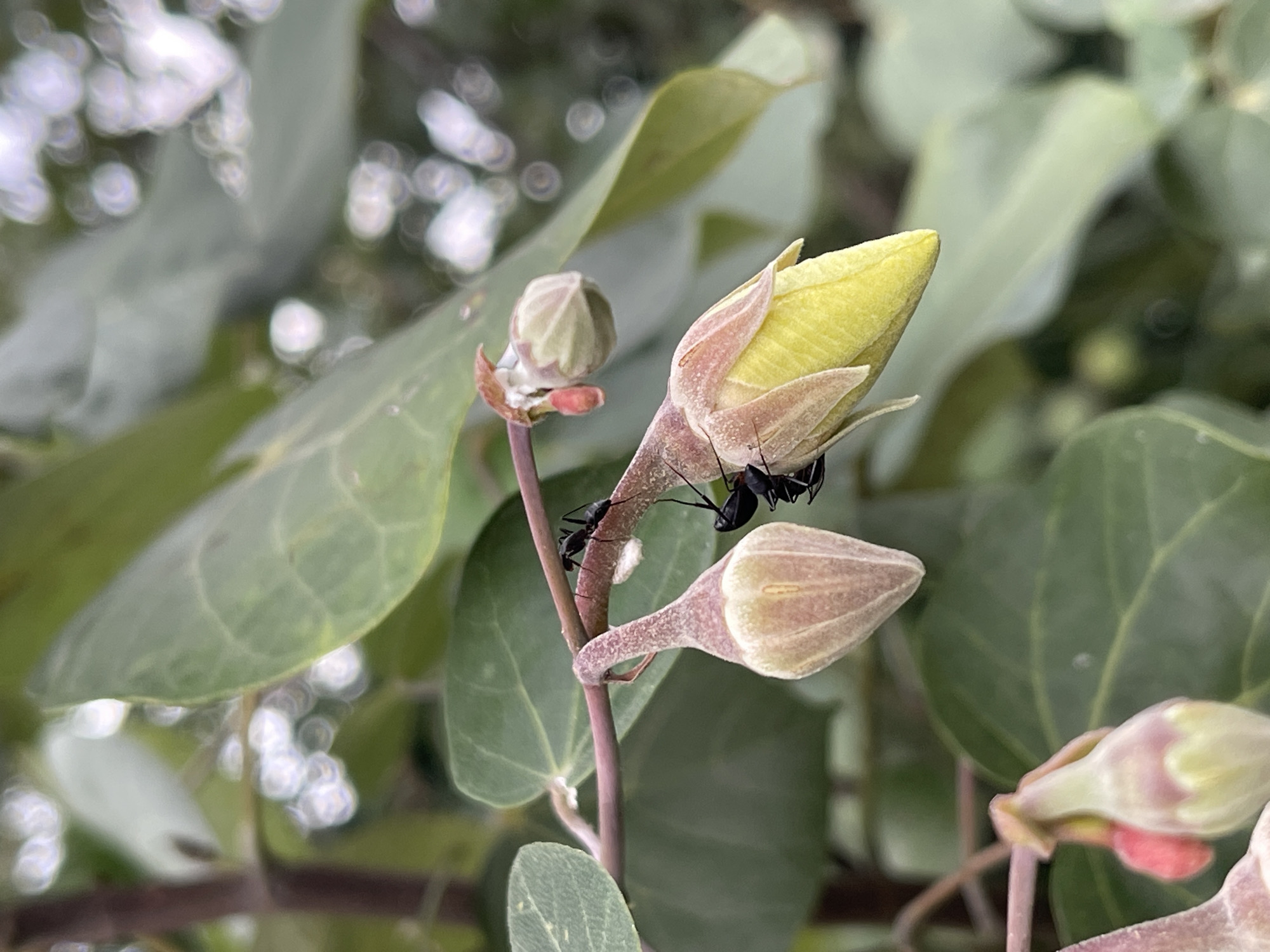 In Lhokseumawe, Indonesia, a close-up shot captures three black ants on a thin, reddish-brown branch bearing several flower buds. One bud is a pale pinkish-tan, teardrop-shaped, and hangs downwards. Another bud, predominantly yellow with hints of pink at its tip, is positioned vertically. A third, smaller bud, with a reddish tip, is also visible. Two ants are actively engaged with the yellow bud, with one ant appearing to be climbing it, and another ant is on the branch. The background consists of blurred green leaves and some out-of-focus white circular highlights, suggesting a natural, outdoor environment.