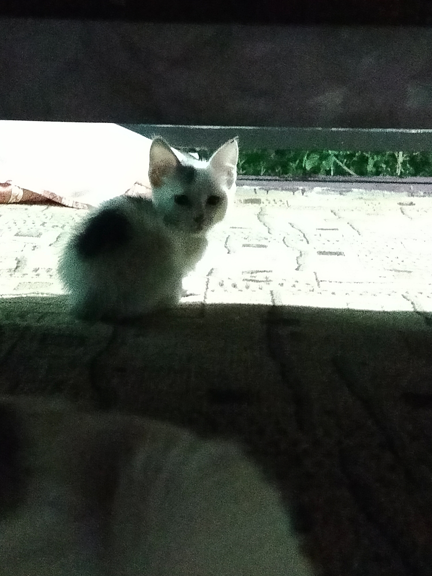 A kitten is sitting on a patterned surface, possibly a rug or mat. The kitten is small and appears to be white with a dark patch on its left side. It has pointed ears and is looking towards the camera. Behind the kitten, there is a light-colored object, possibly a pillow or cushion, and further back, a glimpse of green foliage suggesting an outdoor environment. The foreground and background are dark, creating a contrast that highlights the kitten. The image is taken from a slightly elevated angle, looking down at the kitten. The location in the city of Көлкент, Kazakhstan, is not identifiable from the visual information provided in the image.