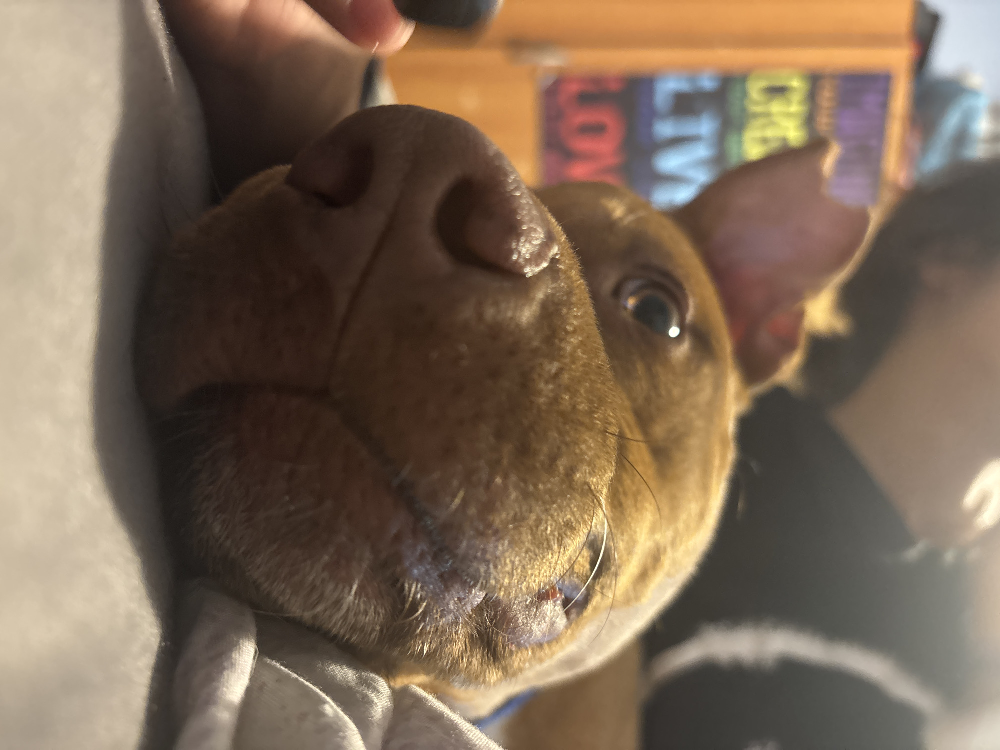 A close-up, angled shot shows the head of a brown dog resting against a light grey or white surface, possibly clothing. The dog's nose is large and dominant in the foreground, with details like texture and moisture visible. One of the dog's eyes is partially visible, reflecting light. The dog has short, tan-colored fur and a slightly pinkish ear is visible to the right. In the background, slightly out of focus, there is a colorful object or sign with lettering; it appears to spell out words like "LOVE" and "LIVE" in rainbow colors. A blurred human figure is present on the right side of the image. The environment is indoor and seems to be lit with warm light. There is no information in the image to suggest the location is Sofia, Bulgaria.