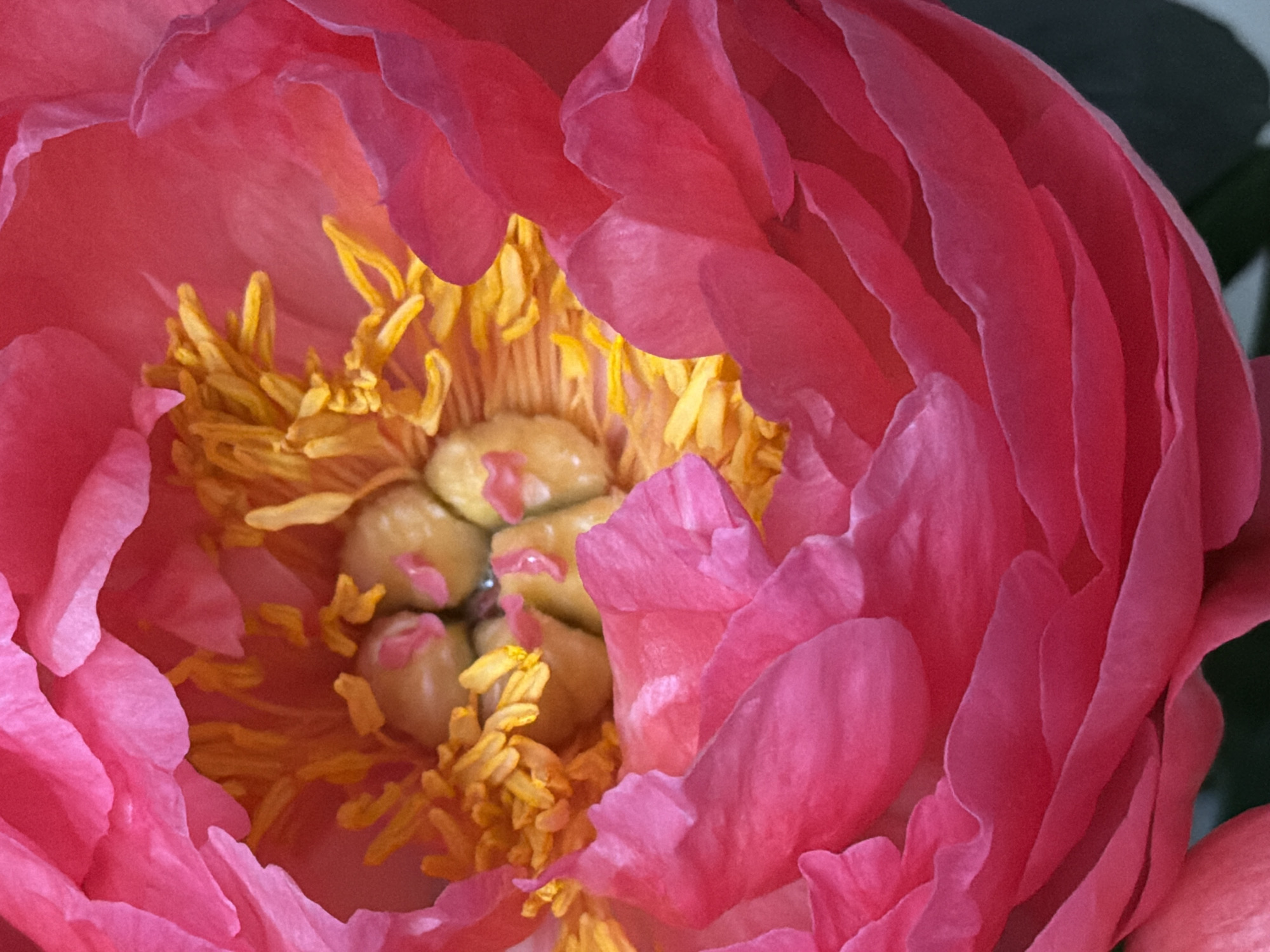 Close-up of a pink peony flower with yellow stamens and beige pistils. The flower's petals are ruffled and textured, and the pistils have small pink tips.
Zimyonki (Zimenki, Zimenka), Russia is not evident in the image.