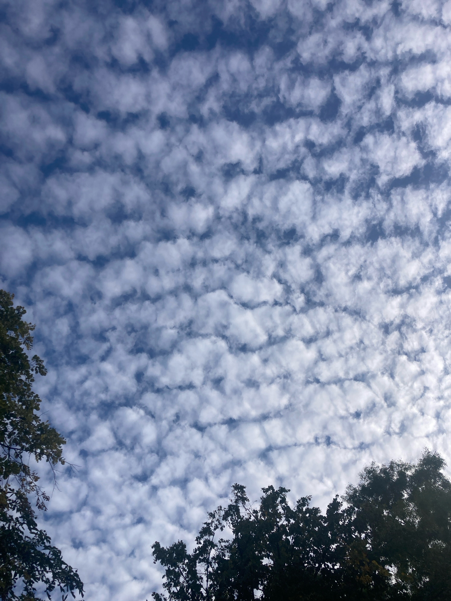 The image shows a sky filled with altocumulus undulatus clouds, characterized by their wave-like formations. The clouds are white and fluffy, set against a bright blue sky. In the foreground, the silhouettes of dark green trees are visible along the bottom edge of the frame, with leaves and branches partially obscuring the view of the sky. The lighting suggests it is daytime, possibly late afternoon or early morning due to the angled shadows. The image does not contain any people or discernible man-made structures, making it difficult to pinpoint a specific location within Burgas, Bulgaria, beyond a general outdoor setting with trees.