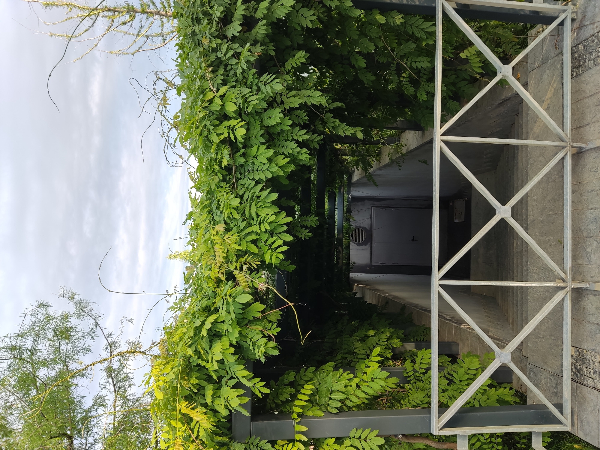 The image shows a metal-framed entrance or passageway covered with dense green foliage, possibly in Krasnodar, Russia. The entrance leads to a dark, enclosed space with a closed door. A round ventilation grill is visible above the door. A metal trellis structure is partially visible to the right of the image, near the entrance. The sky is visible in the background, appearing overcast. The photo appears to be taken at ground level, looking slightly upwards into the covered passageway.